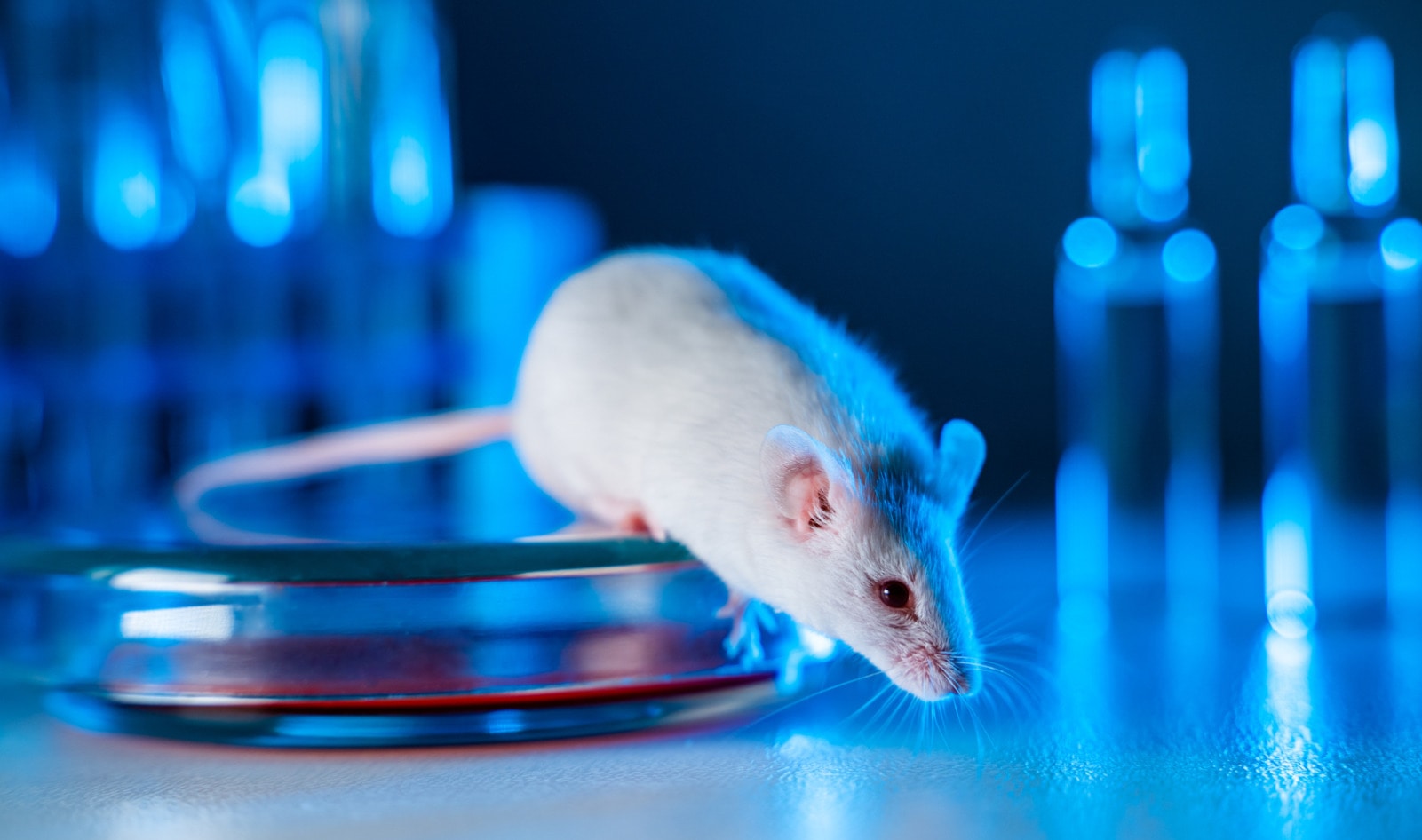 13 Bipartisan Lawmakers Demand FDA Set Guidelines for Animal-Free Drug Testing Methods&nbsp;