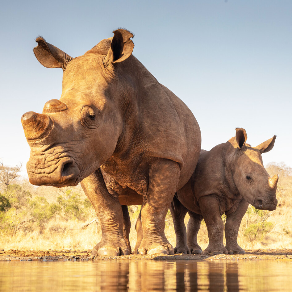 All Vietnam Airlines Passengers Must Now Watch a Video About Rhino Horn