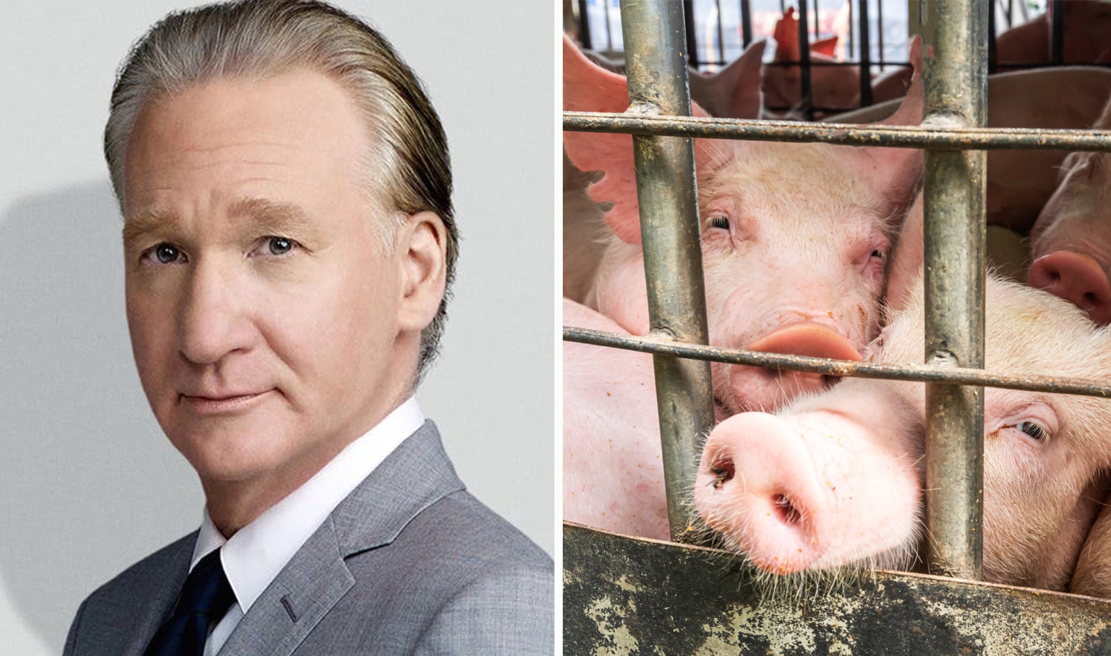 Bill Maher and 15 Celebs Urge New Jersey to End Extreme Confinement of Pigs and Calves on Factory Farms
