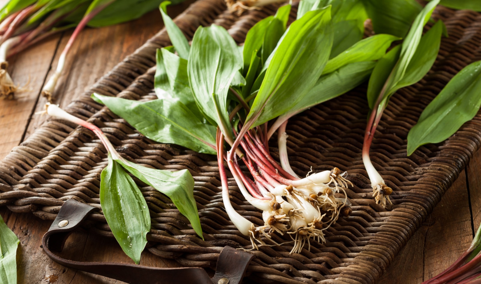 How to Forage and Cook With Ramps, the Spring Vegetable of the Moment