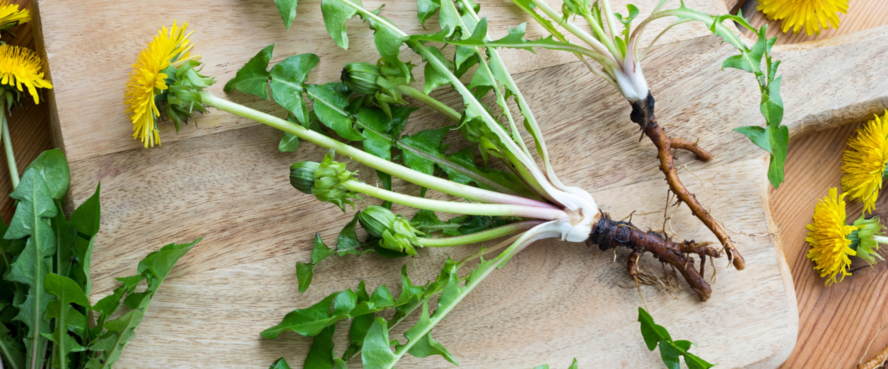 7 Tips to Help You Start Foraging Dandelions, Mallow, and More From Your Own Backyard