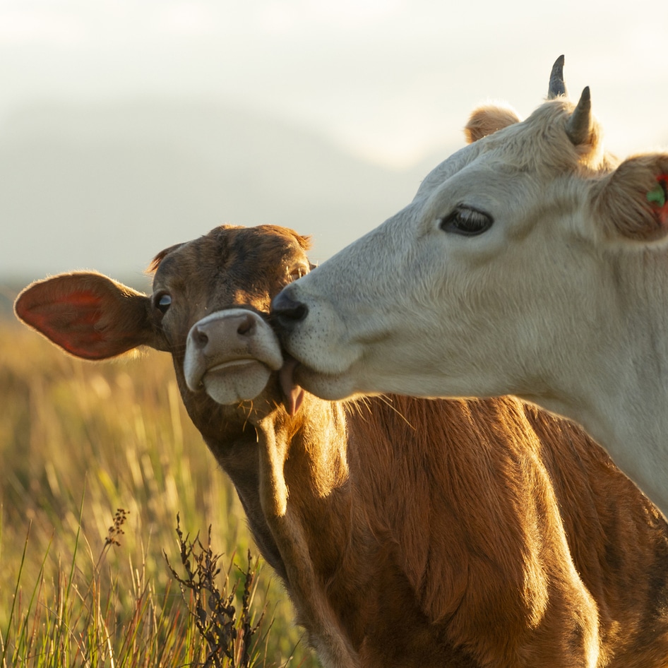 Do Cows Have Best Friends? The Answer Will Warm Your Heart (And Make You Question What's On Your Plate)