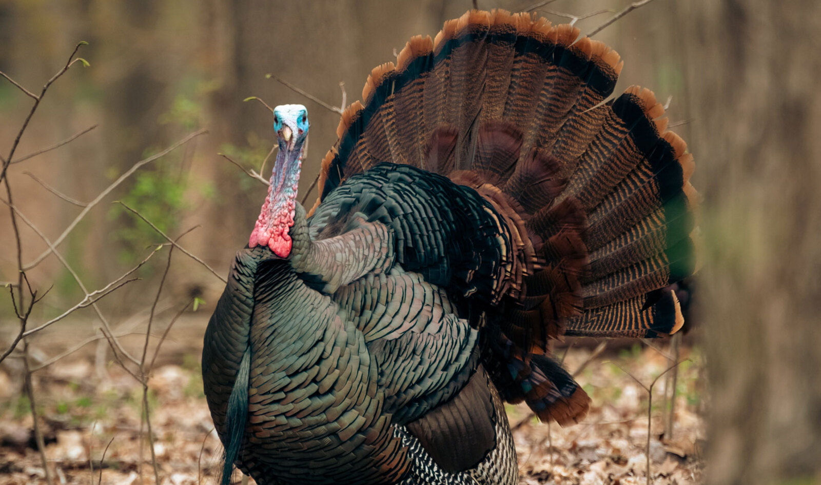 12 Wonderful Turkey Facts That Will Make Your Thanksgiving a Vegan One