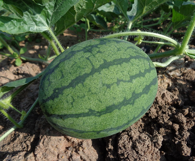 VegNews.Watermelon2