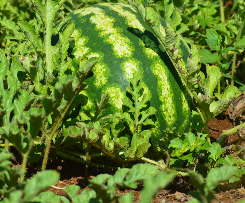 VegNews.Watermelon6