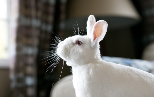 mimicry pet rabbit