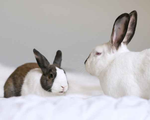 VegNews.Bunnies