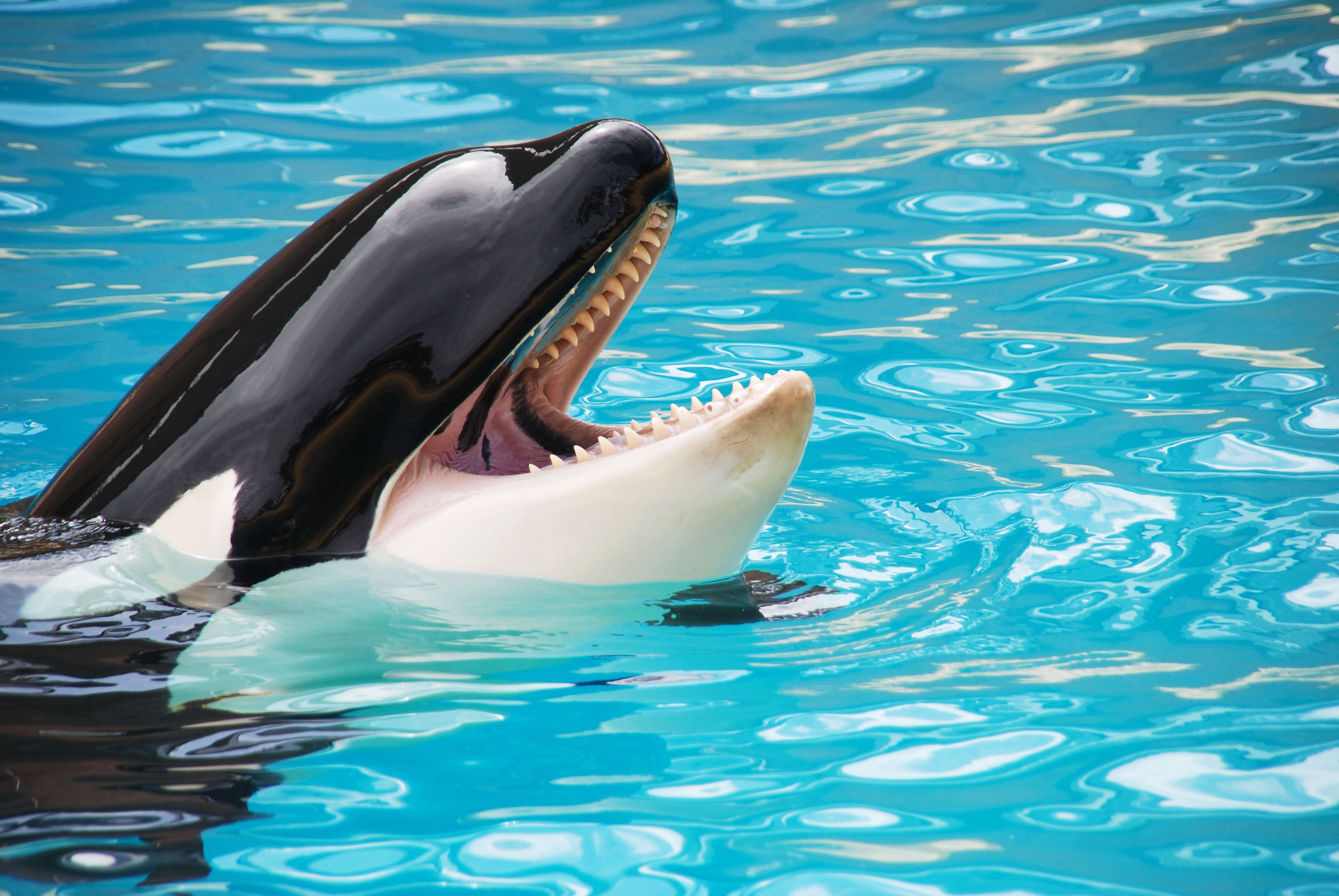 VegNews.OrcaSeaWorld