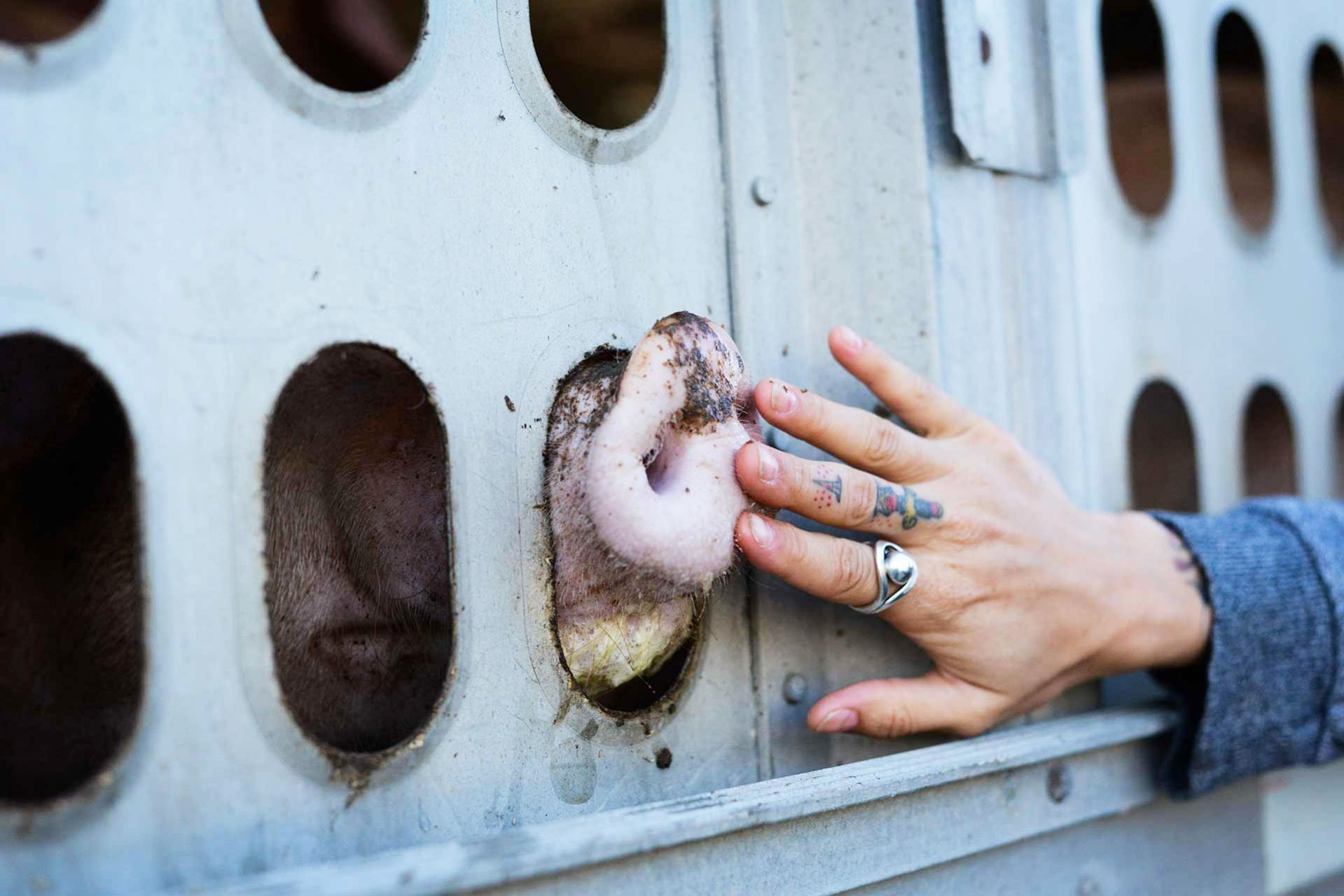 VegNews.PigJoanneMcArthurWeAnimals