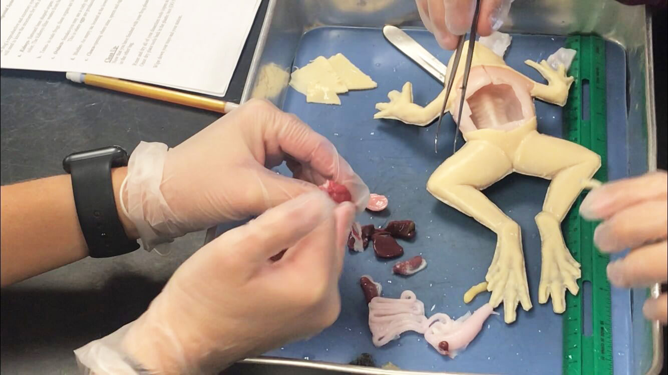 VegNews.SynDaver4