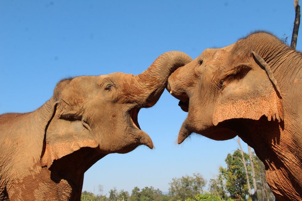 VegNews.ElephantSanctuary4