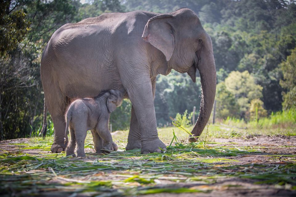 VegNews.ElephantSanctuary5