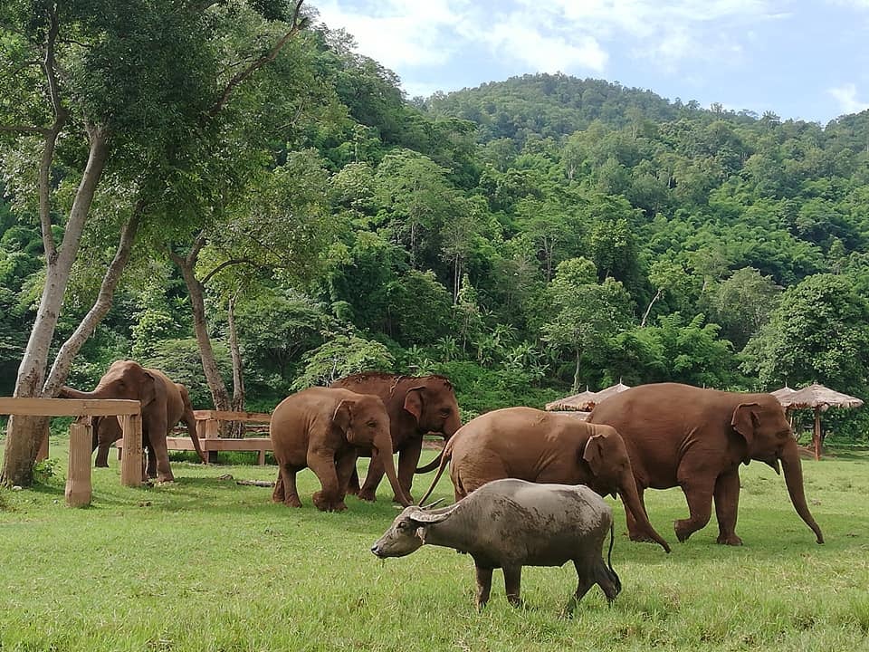 VegNews.ElephantSanctuary7