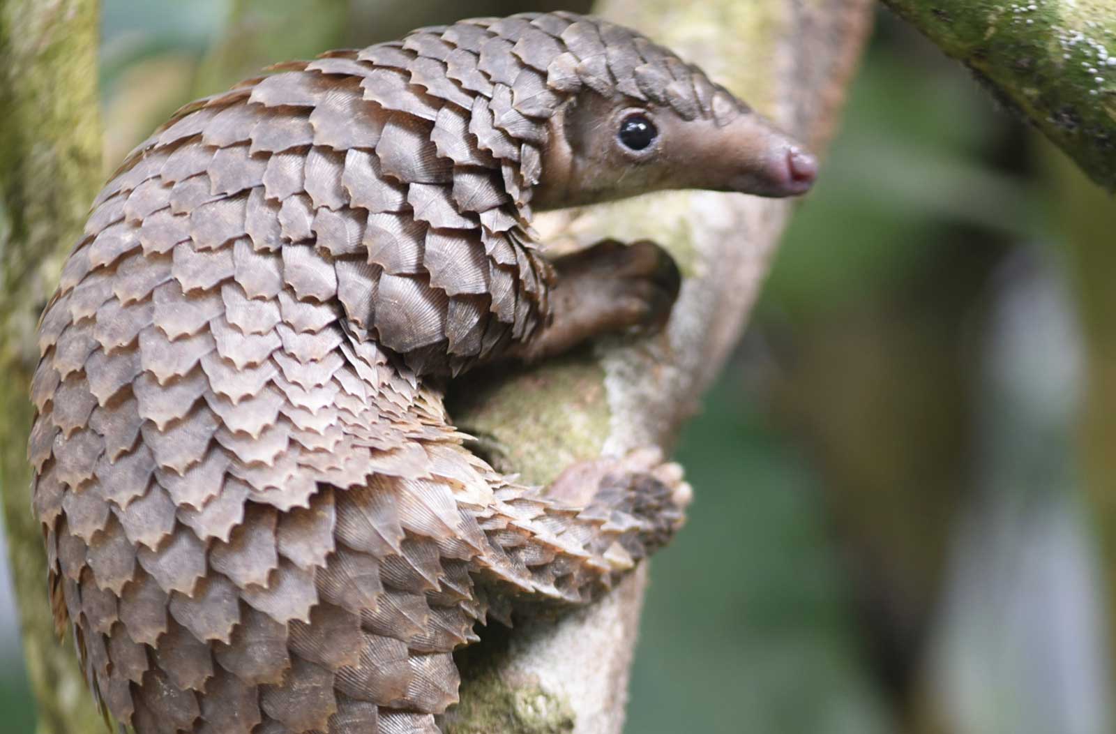 VegNews.PangolinCredSangha-Pangolin-Project