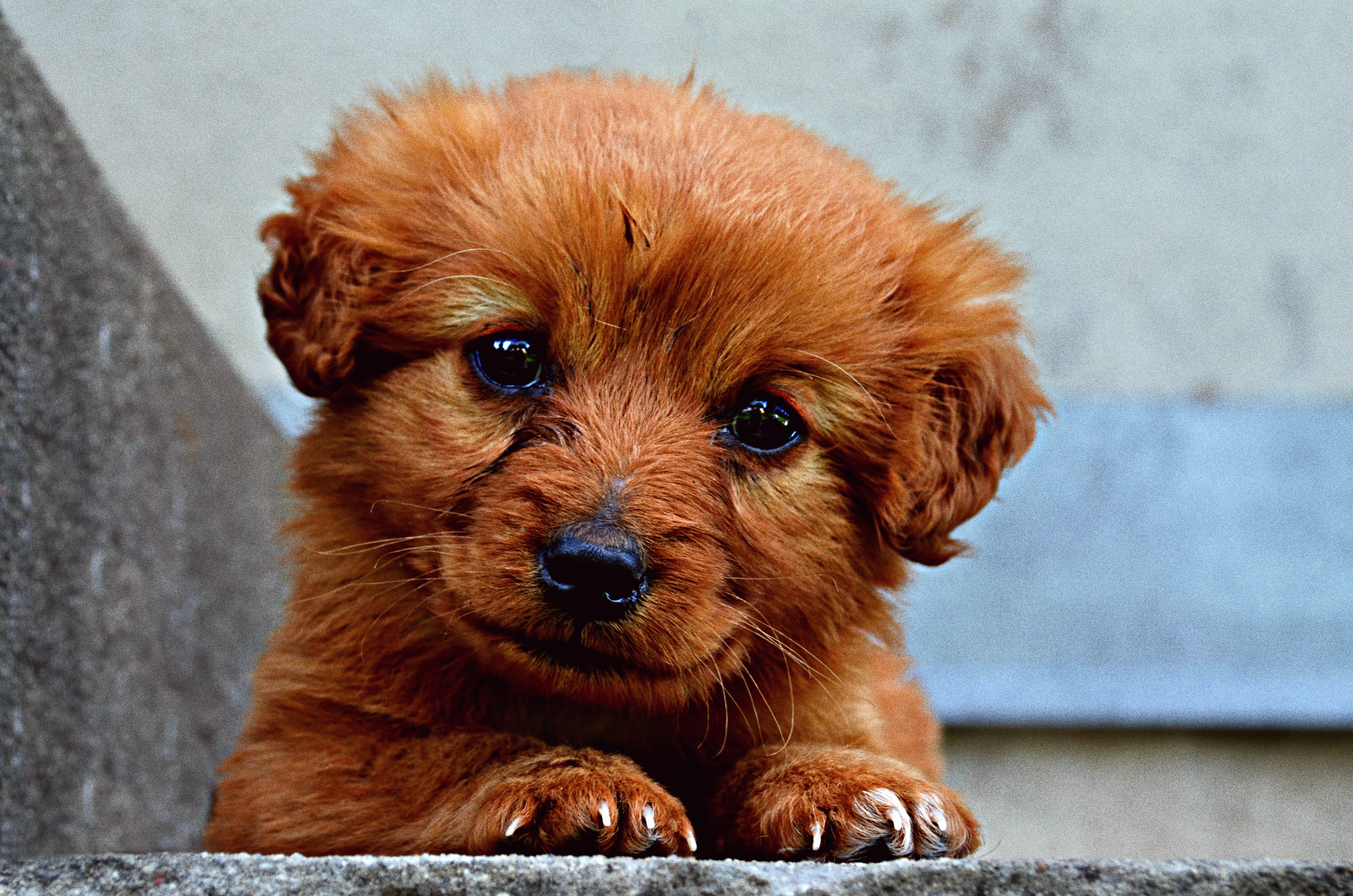 VegNews.Puppy