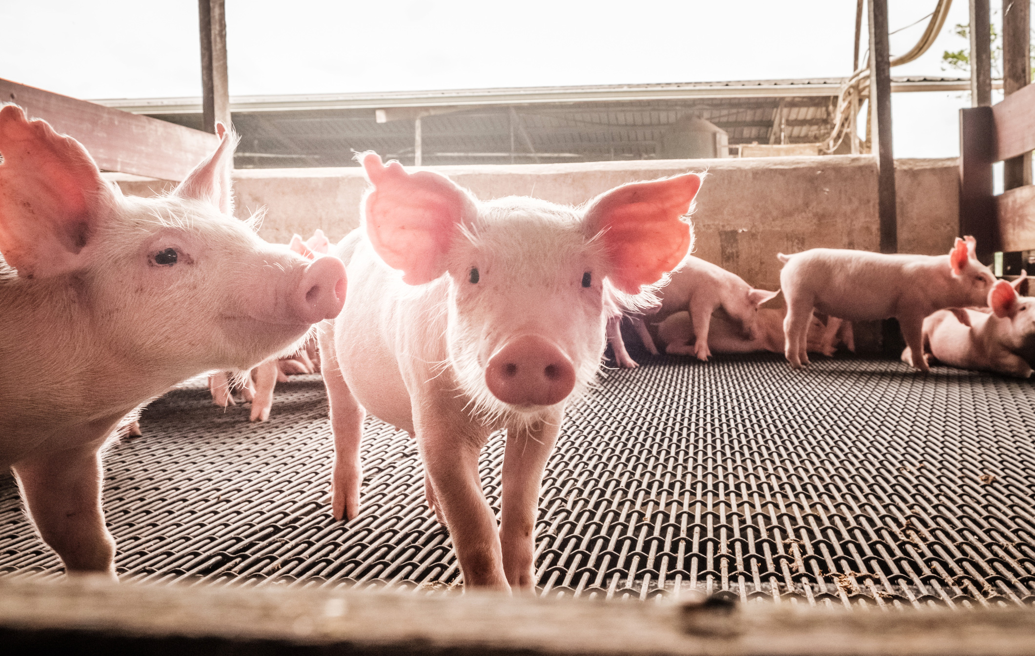 VegNews.Piglets