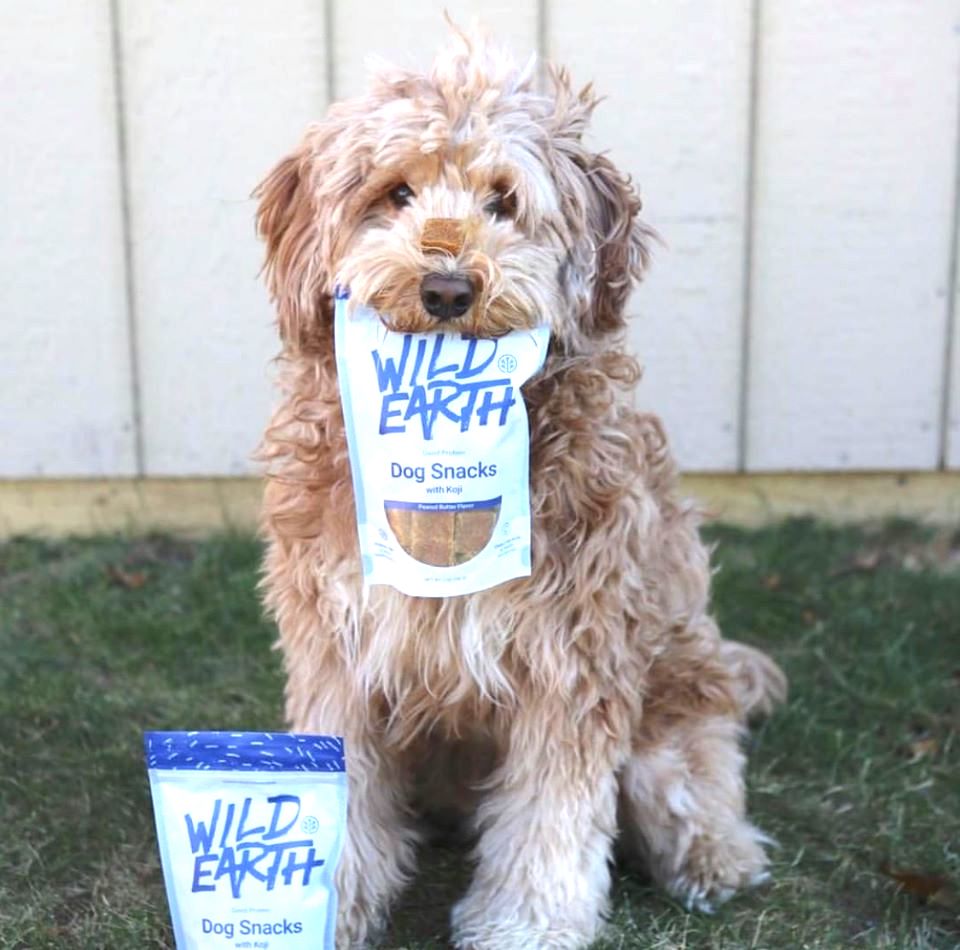 Can Dogs Eat Clif Bars Pet Guide Reviews