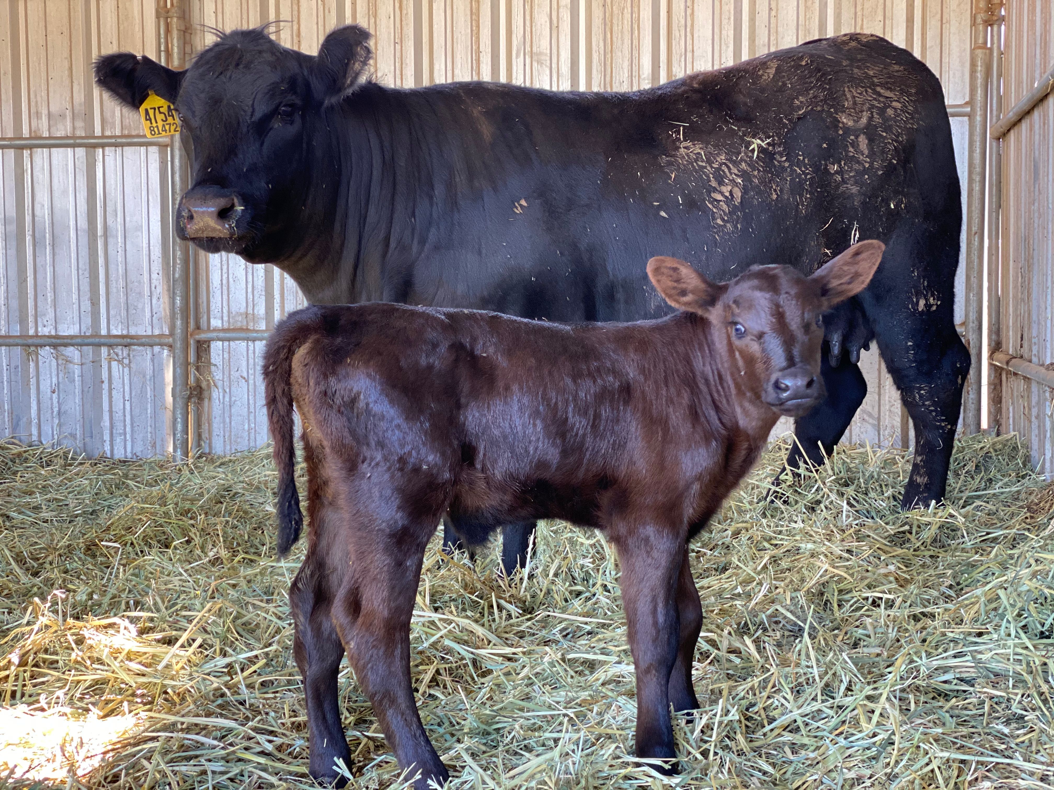 VegNews.GentleBarn