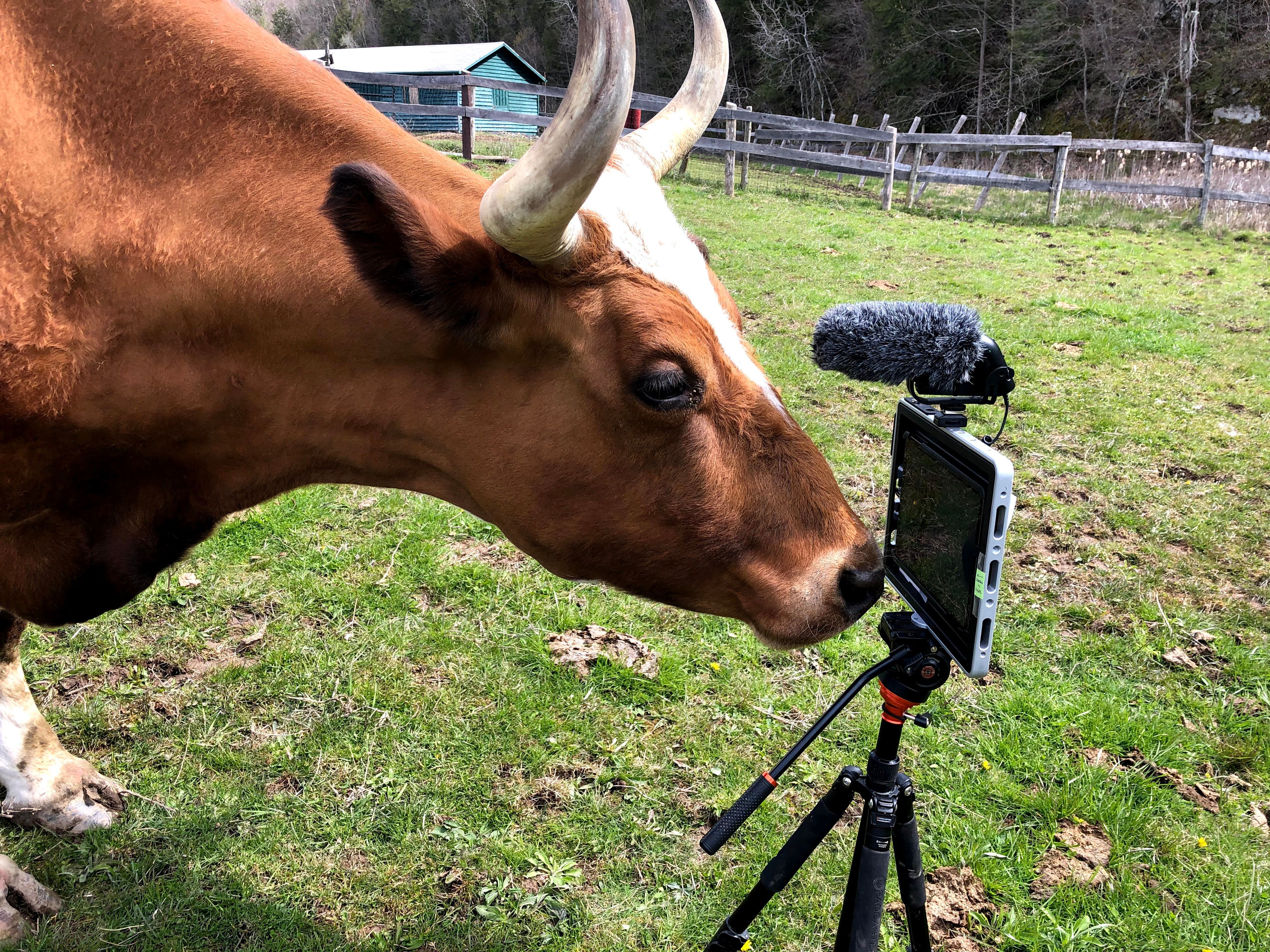 VegNews.Catskill