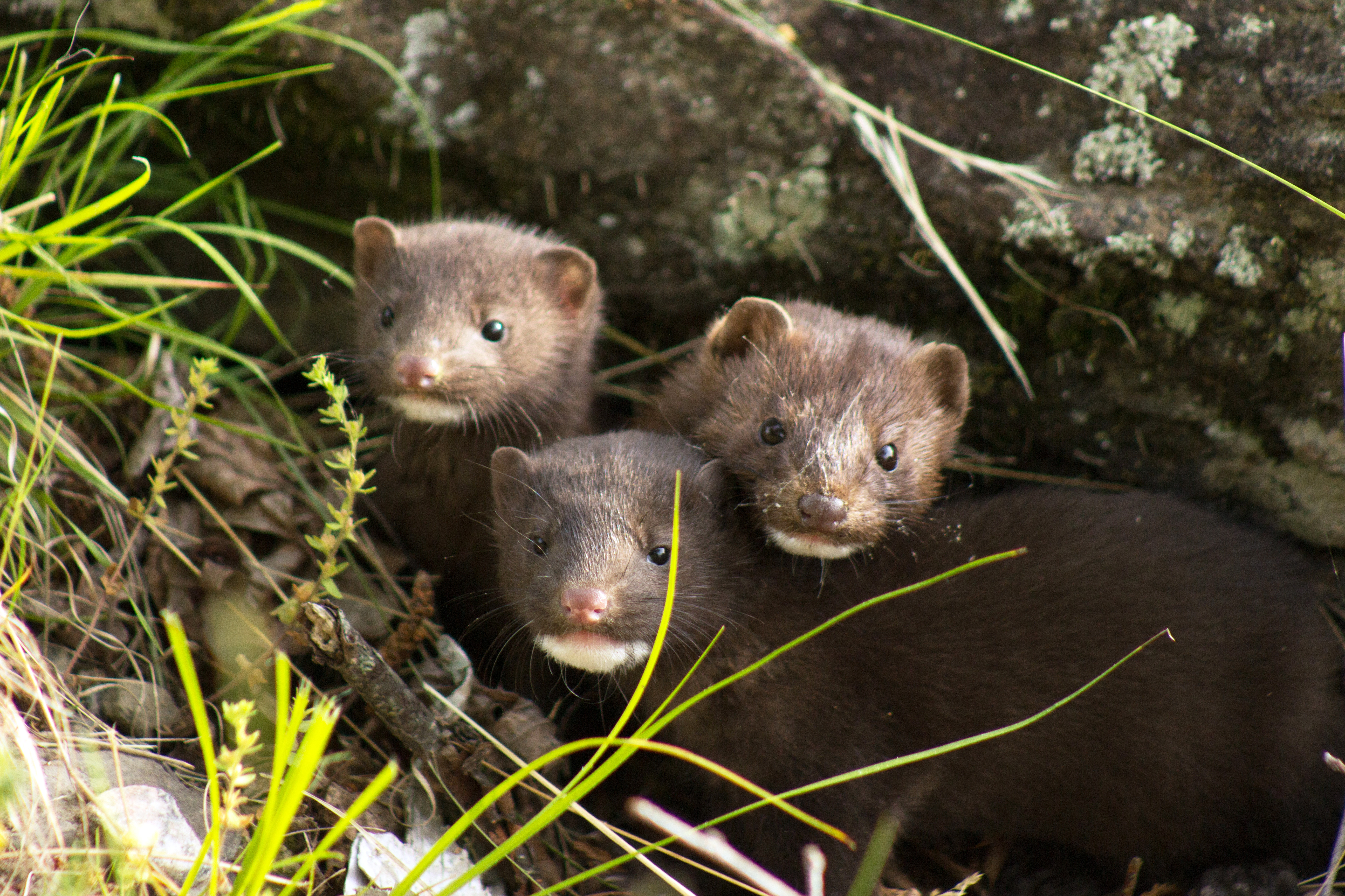 VegNews.Minks