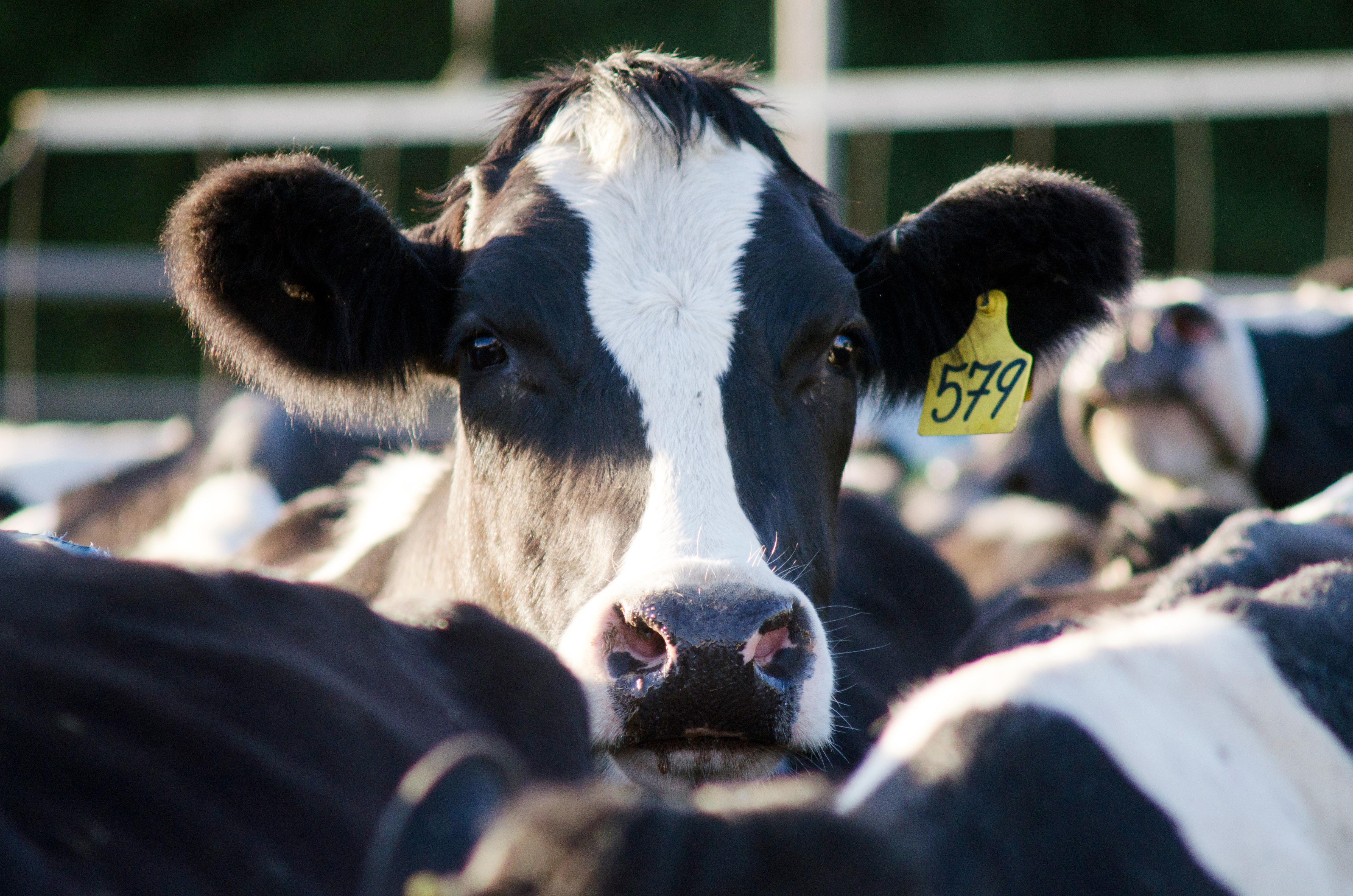 VegNews.CowFactoryFarm