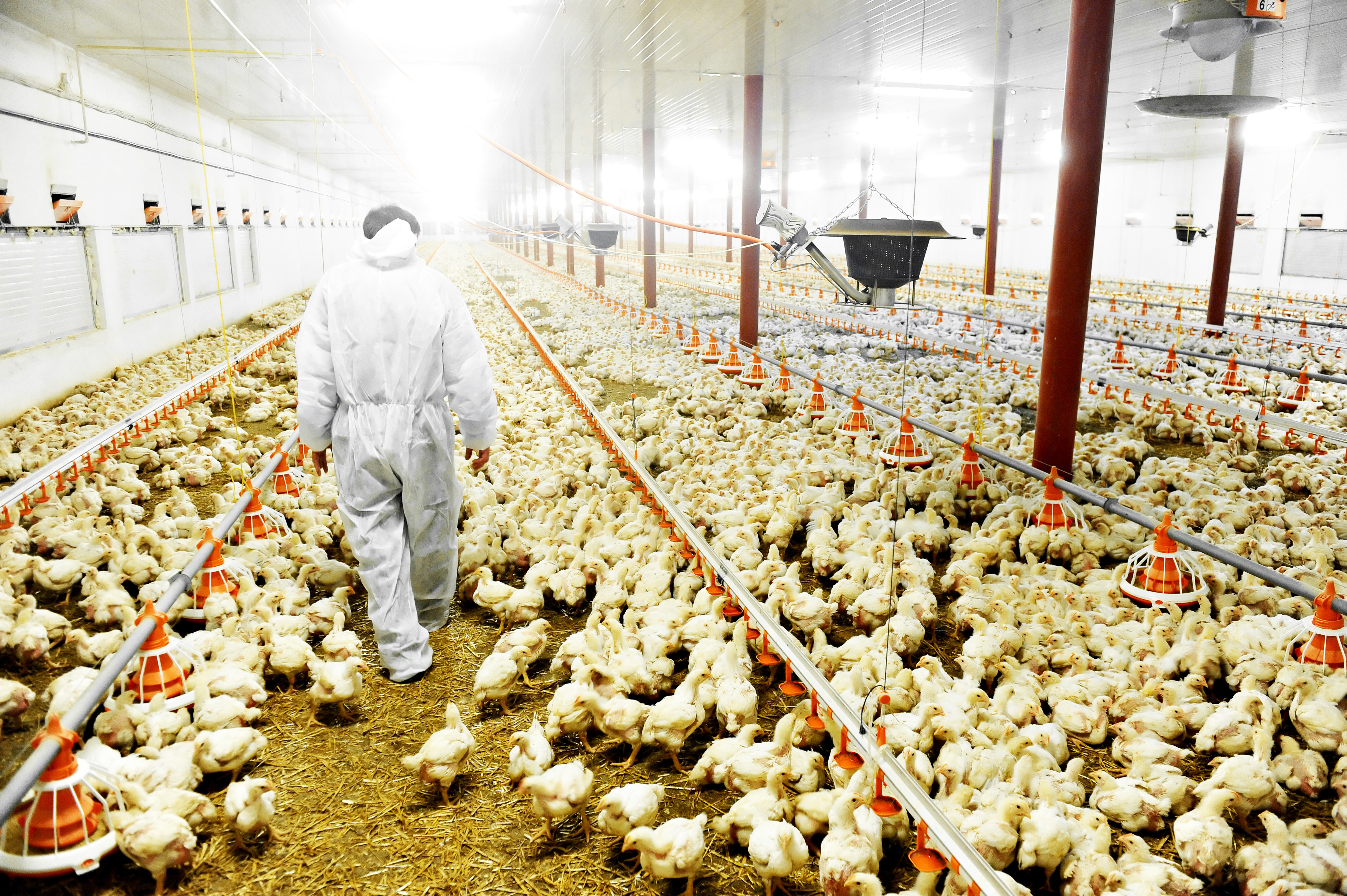 VegNews.ChickenFactoryFarm