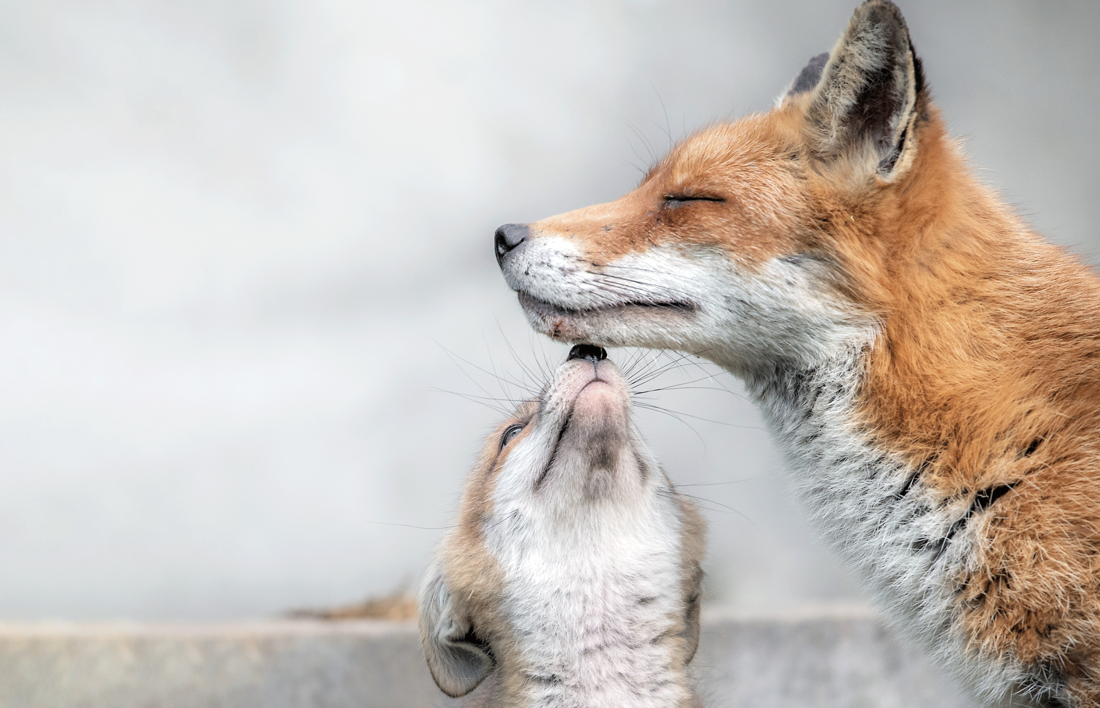 VegNews.Foxes