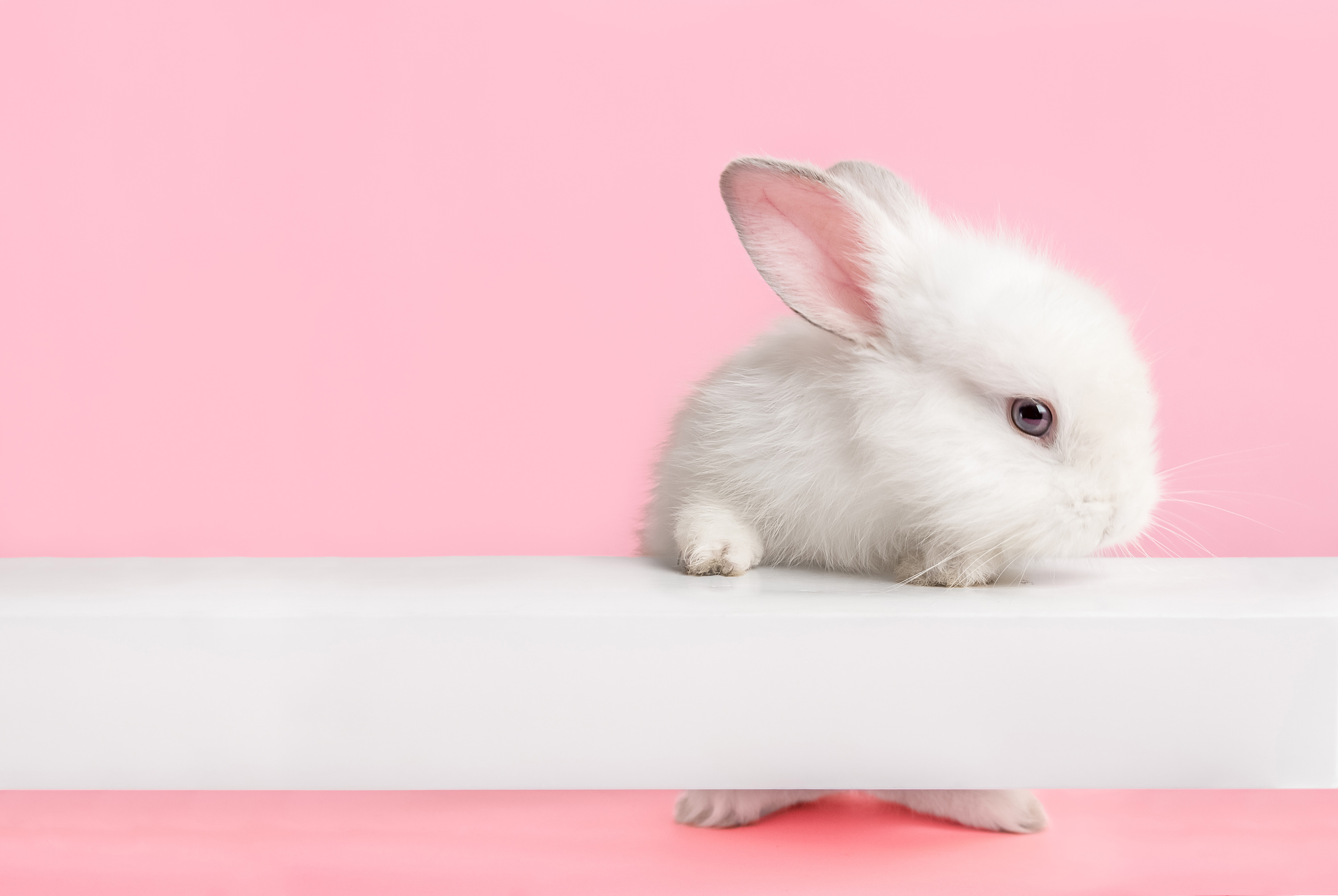 VegNews.CuteBunny2