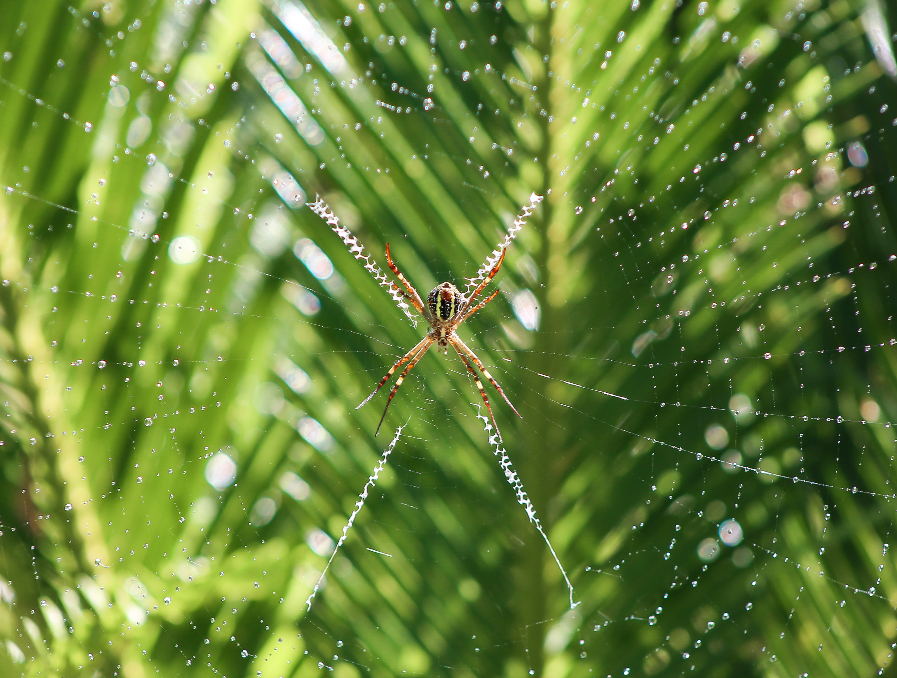 VegNews.SpiderWeb