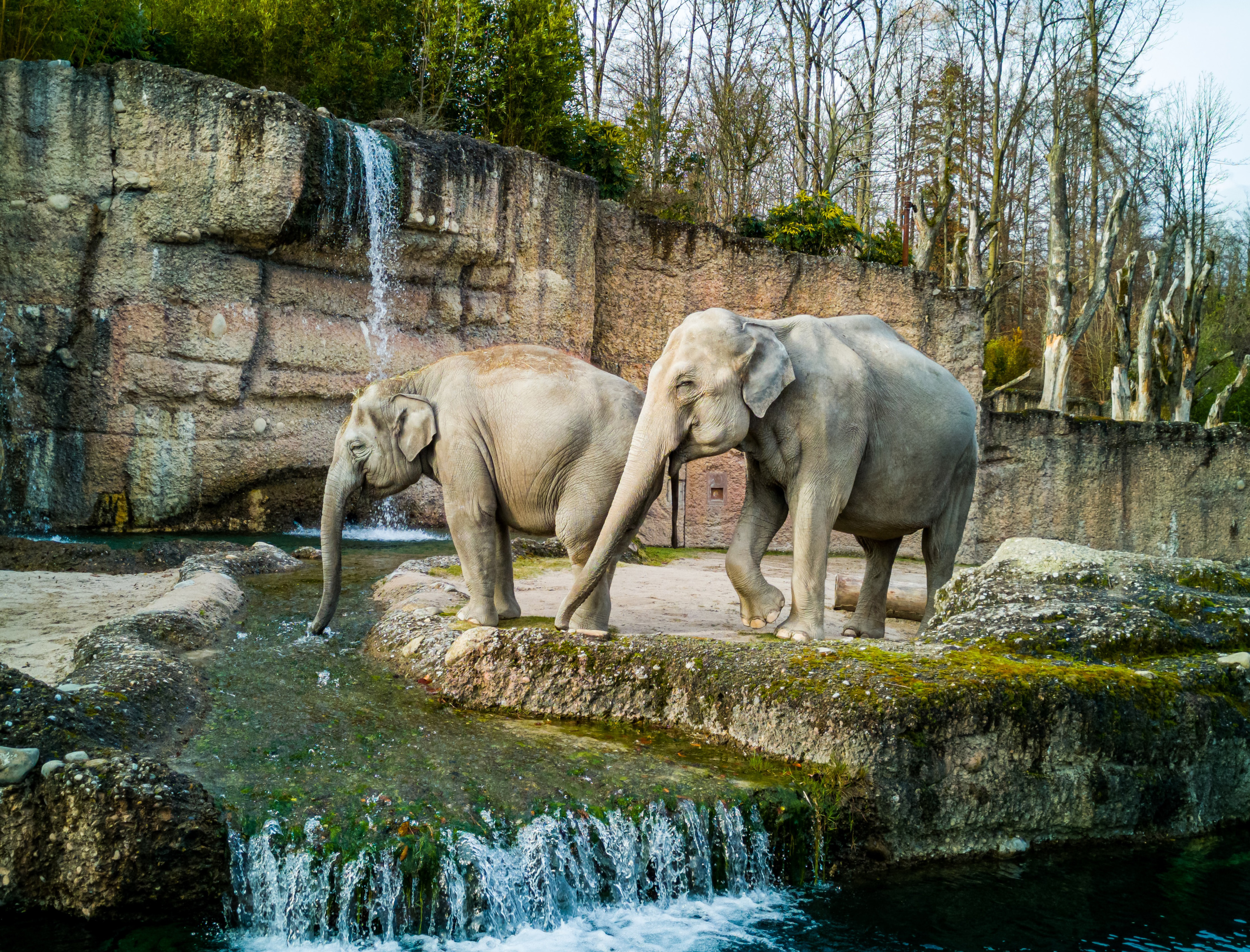 VegNews.ElephantZoo