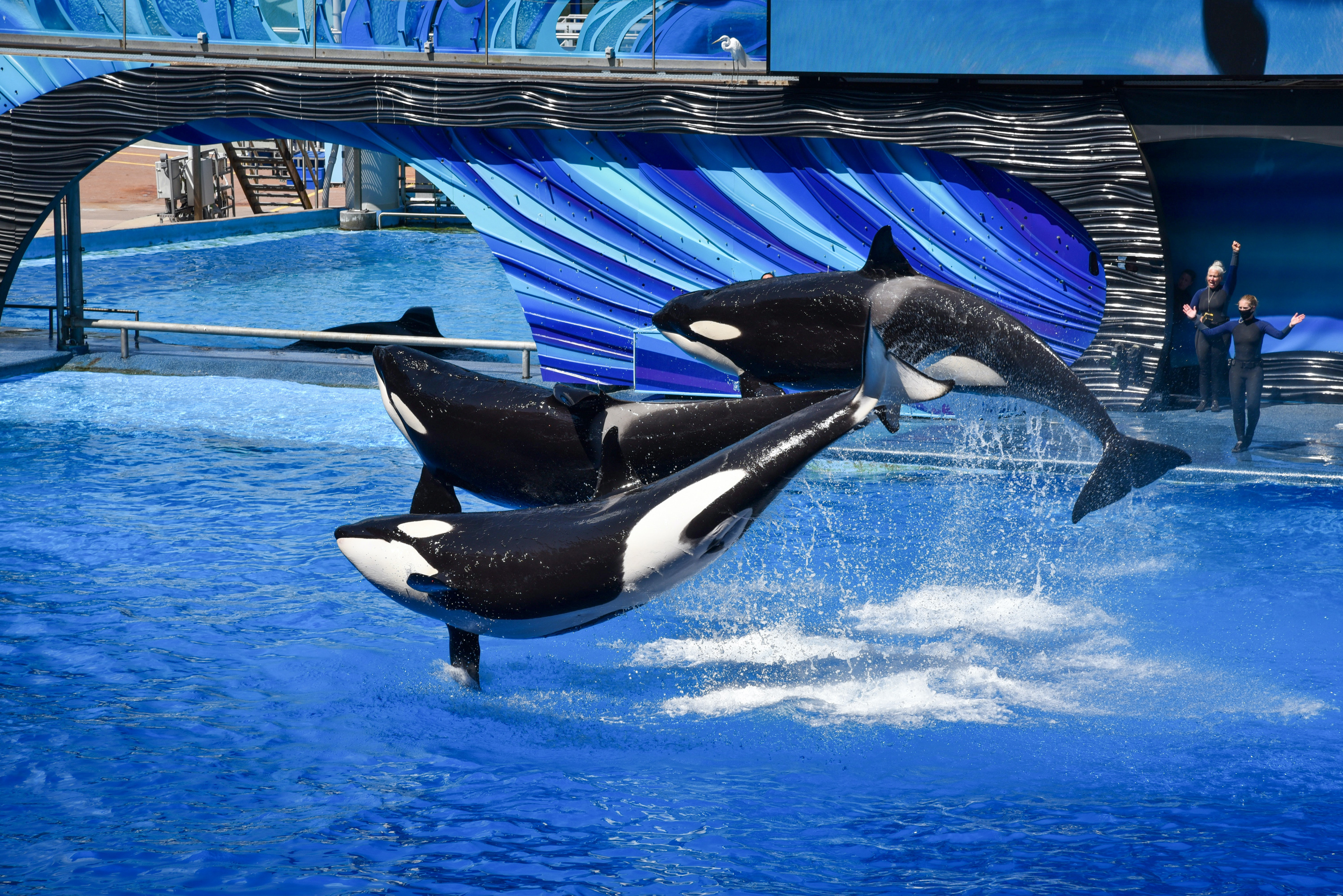 VegNews.OrcasSeaWorld