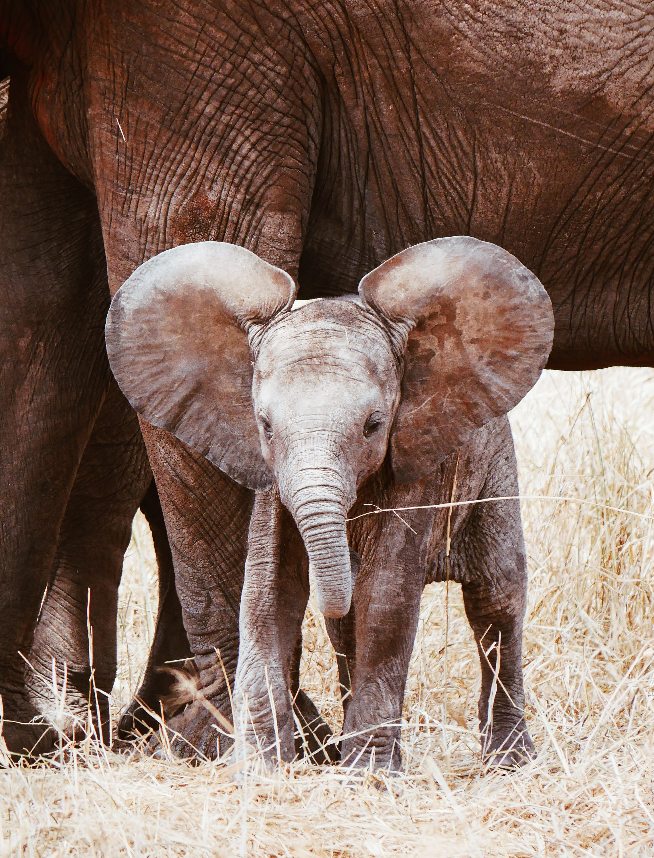 VegNews.ElephantBabyGoogle