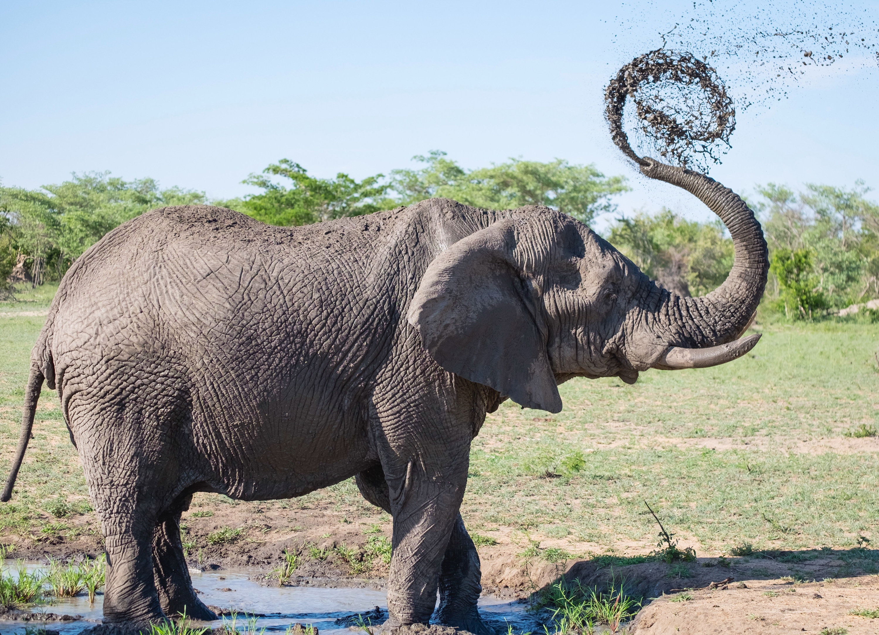 VegNews.ElephantGoogle