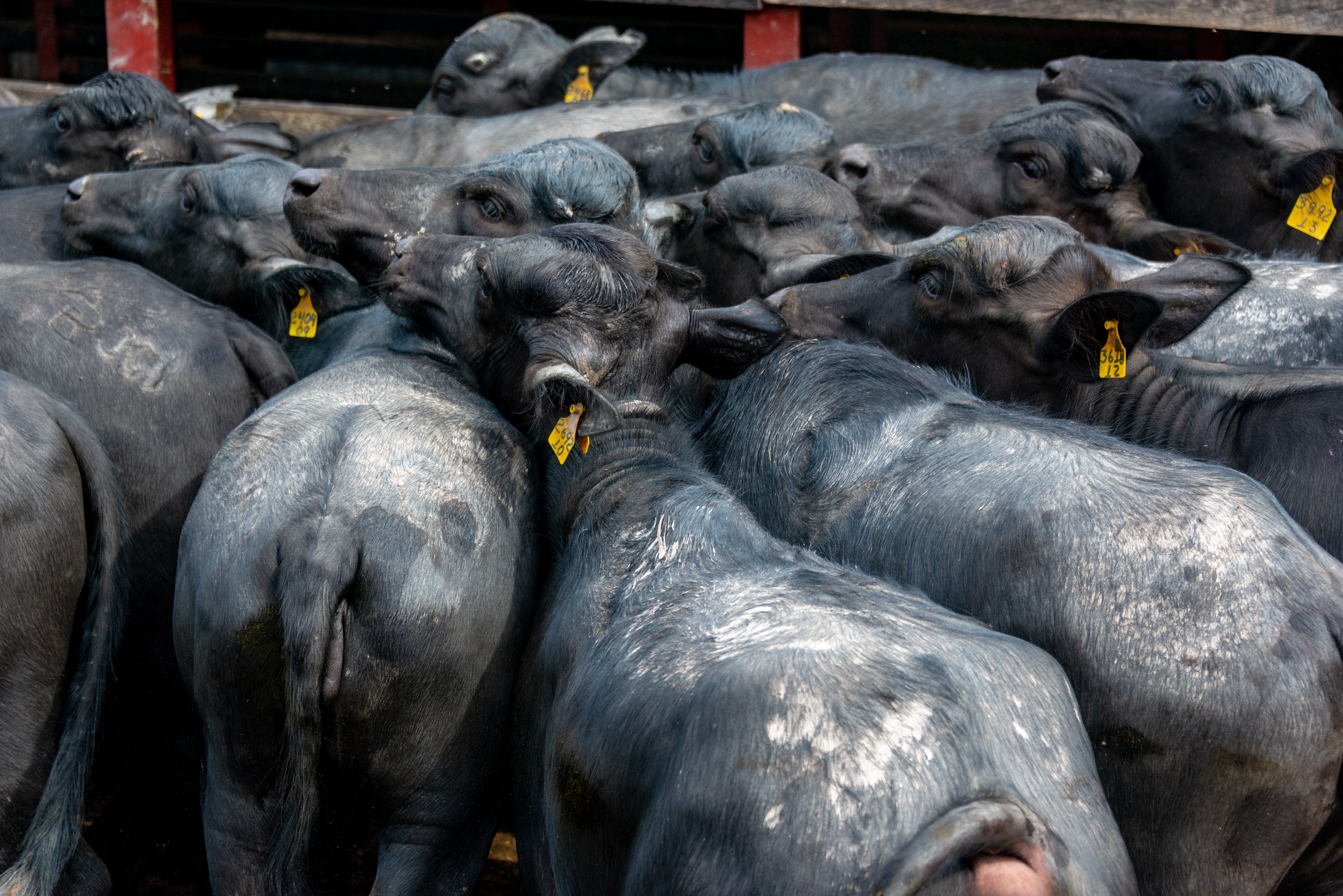 VegNews.BlackCows