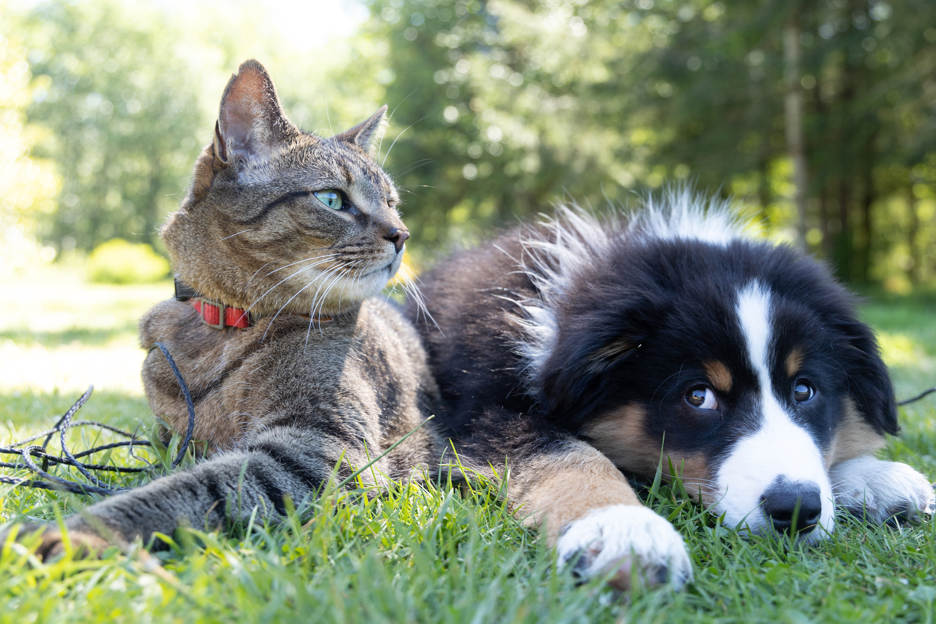 VegNews.PuppyKitty