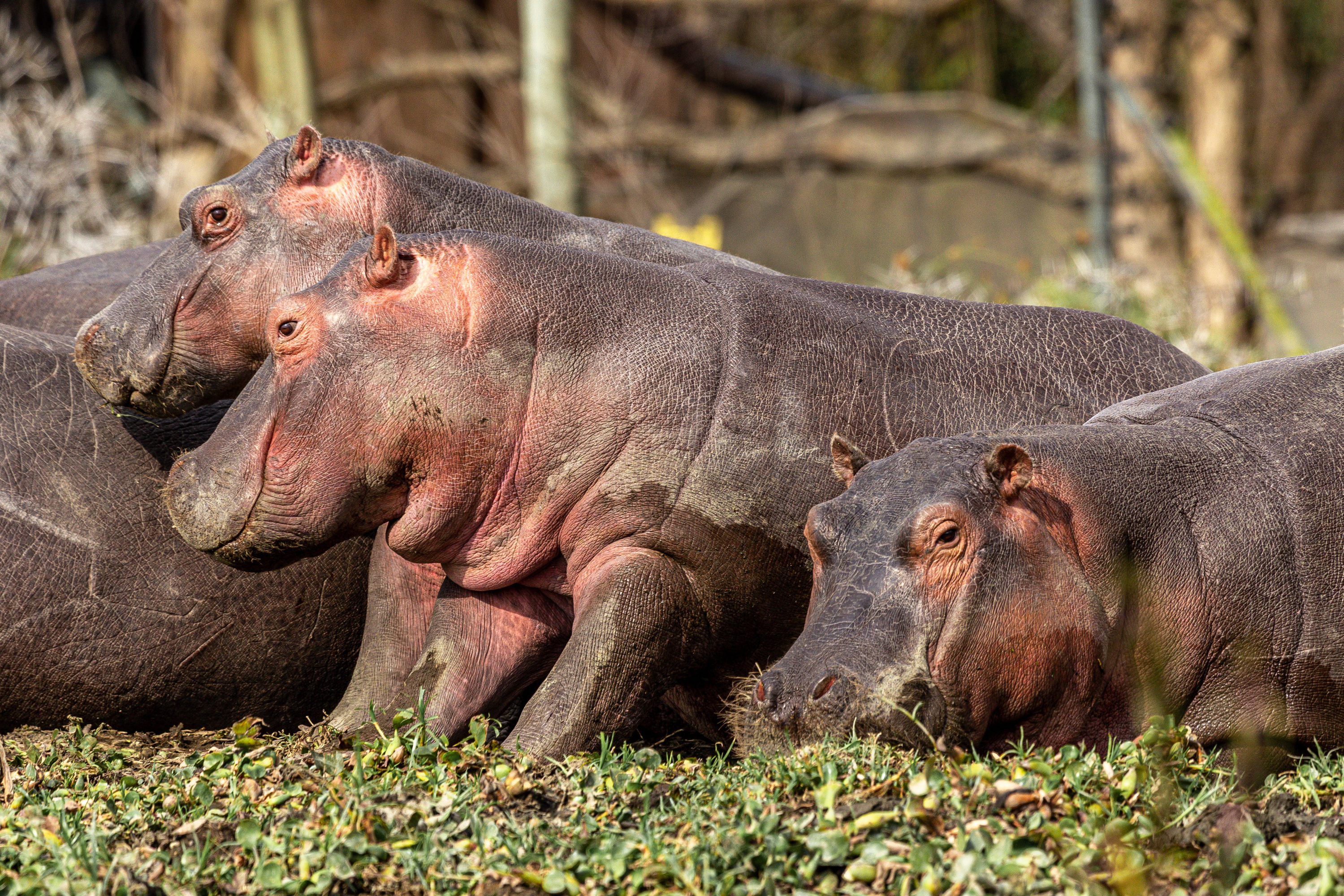 VegNews.Hippos2