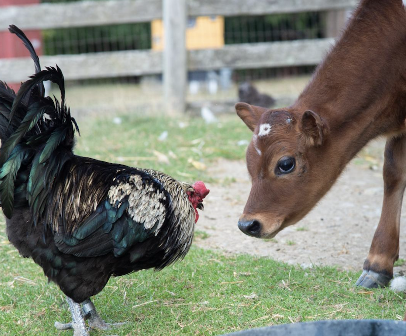 VegNews.FarmSanctuary