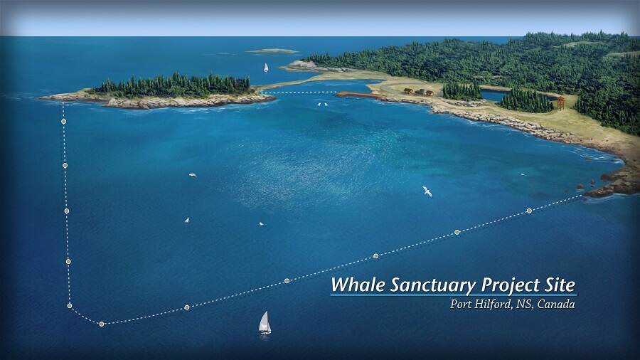 VegNews.WhaleSanctuaryNovaScotia