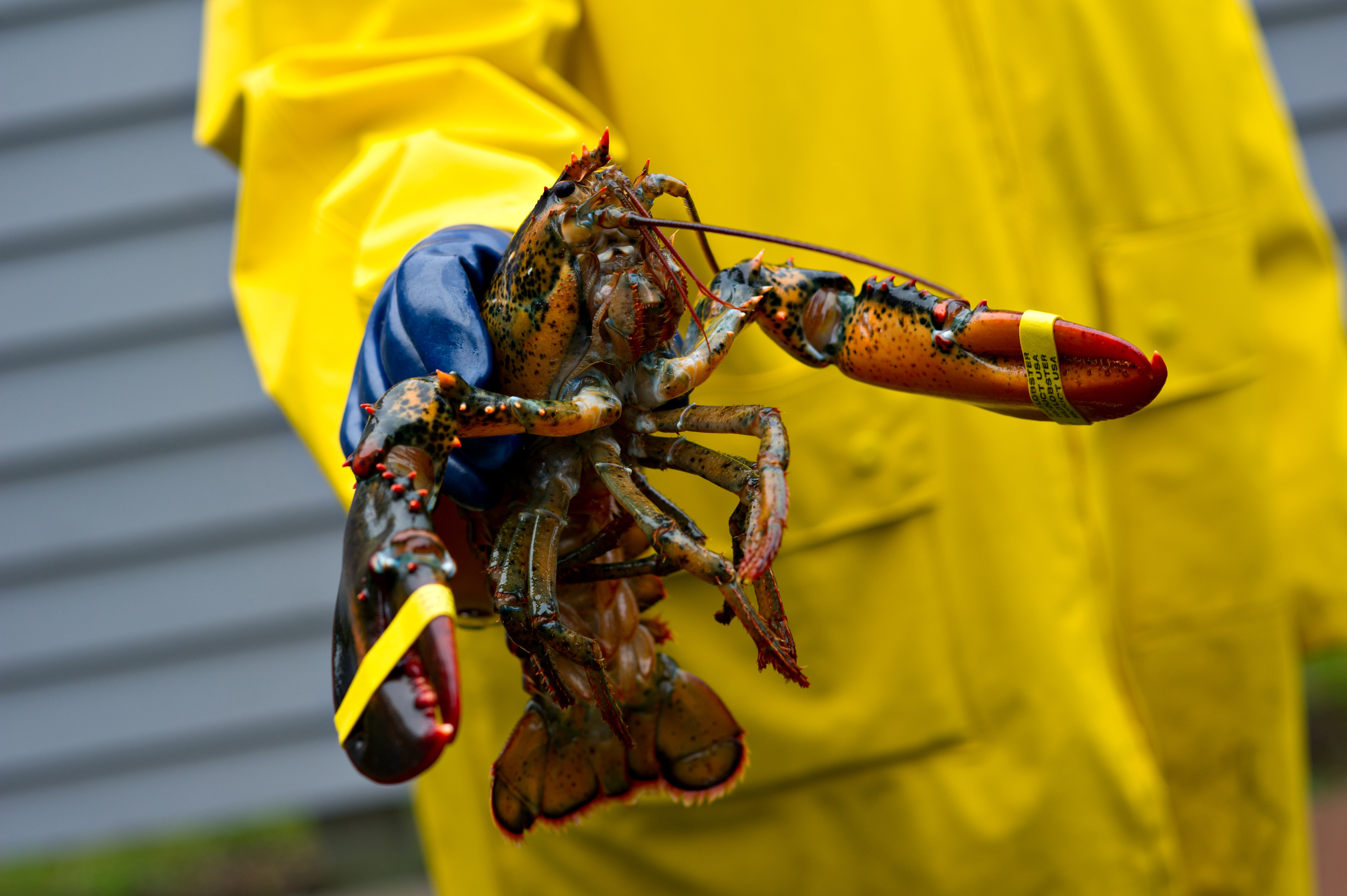 VegNews.Lobster