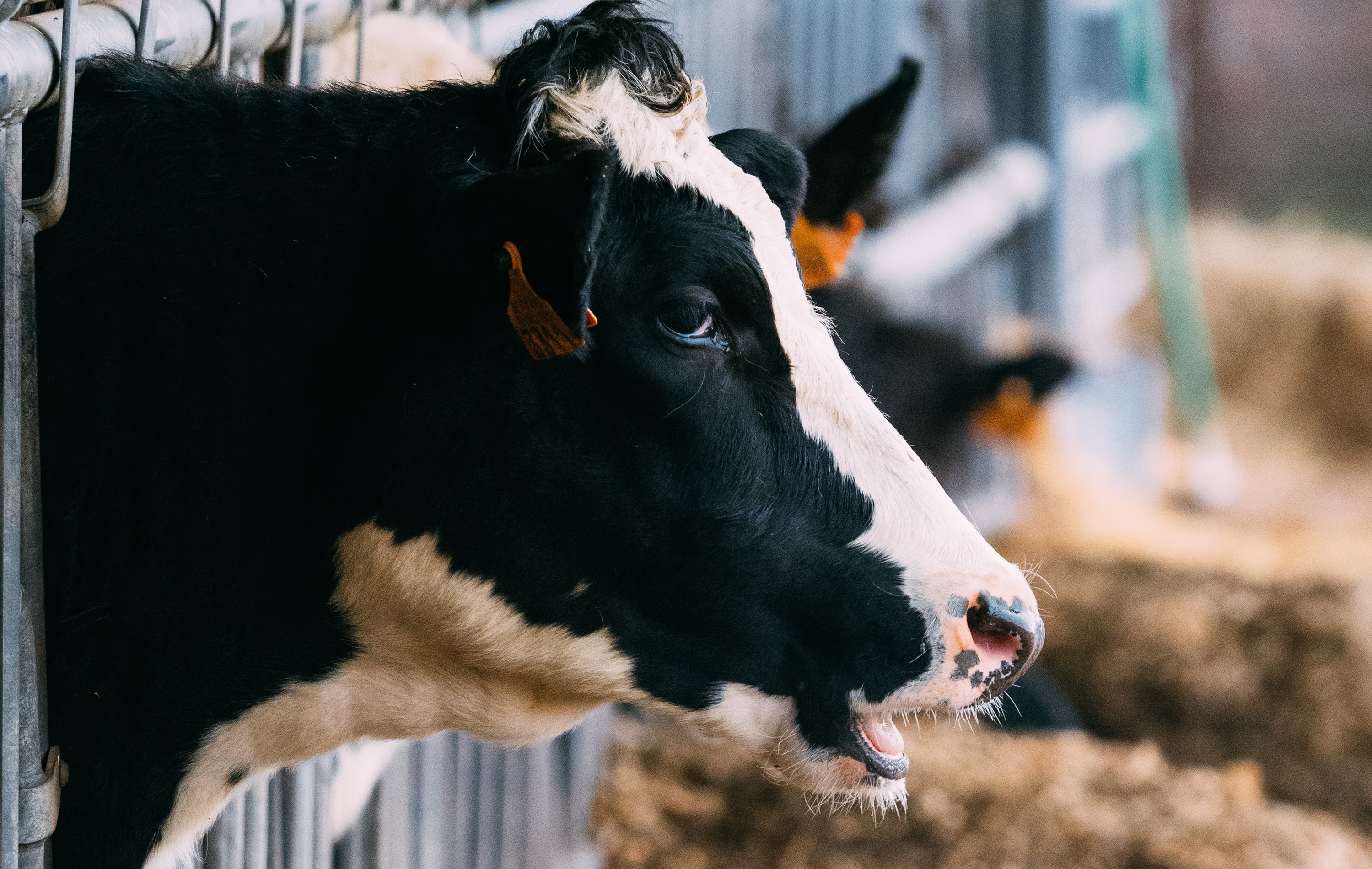 VegNews.DairyCow.Unsplash