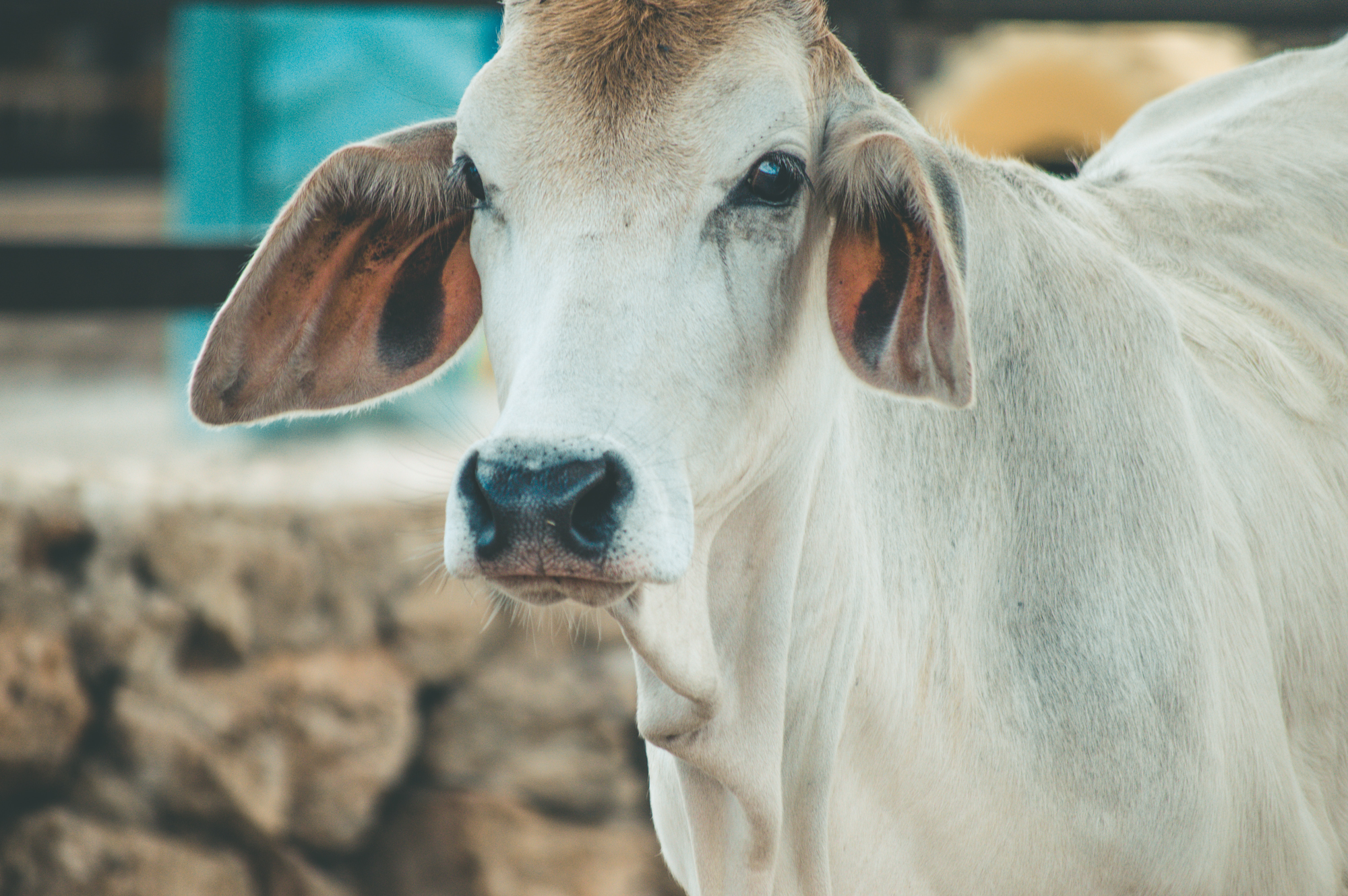 VegNews.Cow.Unsplash