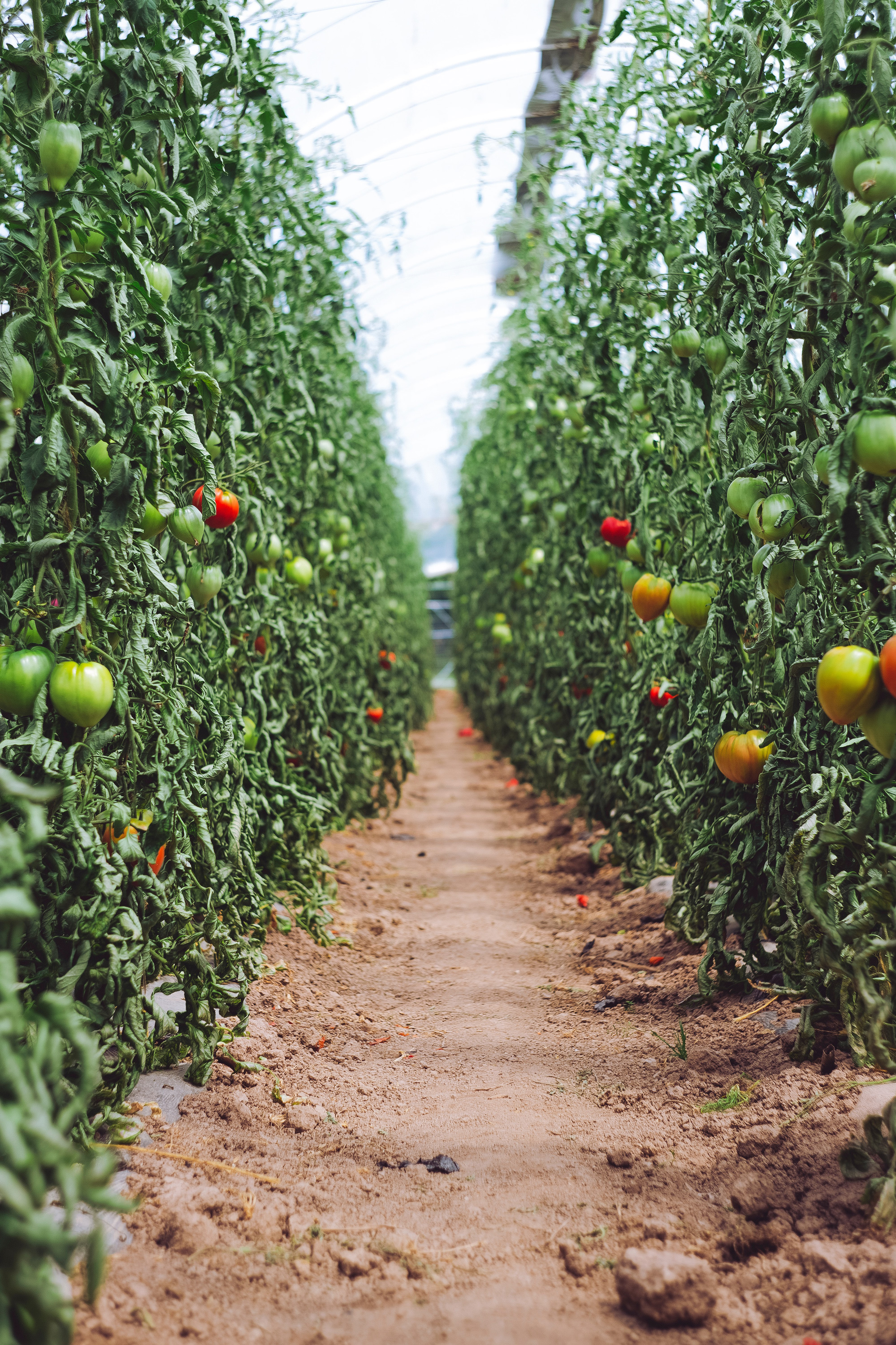 VegNews.TomatoGrove.Unsplash