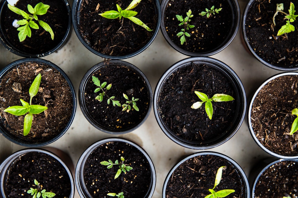 VegNews.Seedlings.MarkusSpiskeUnsplash