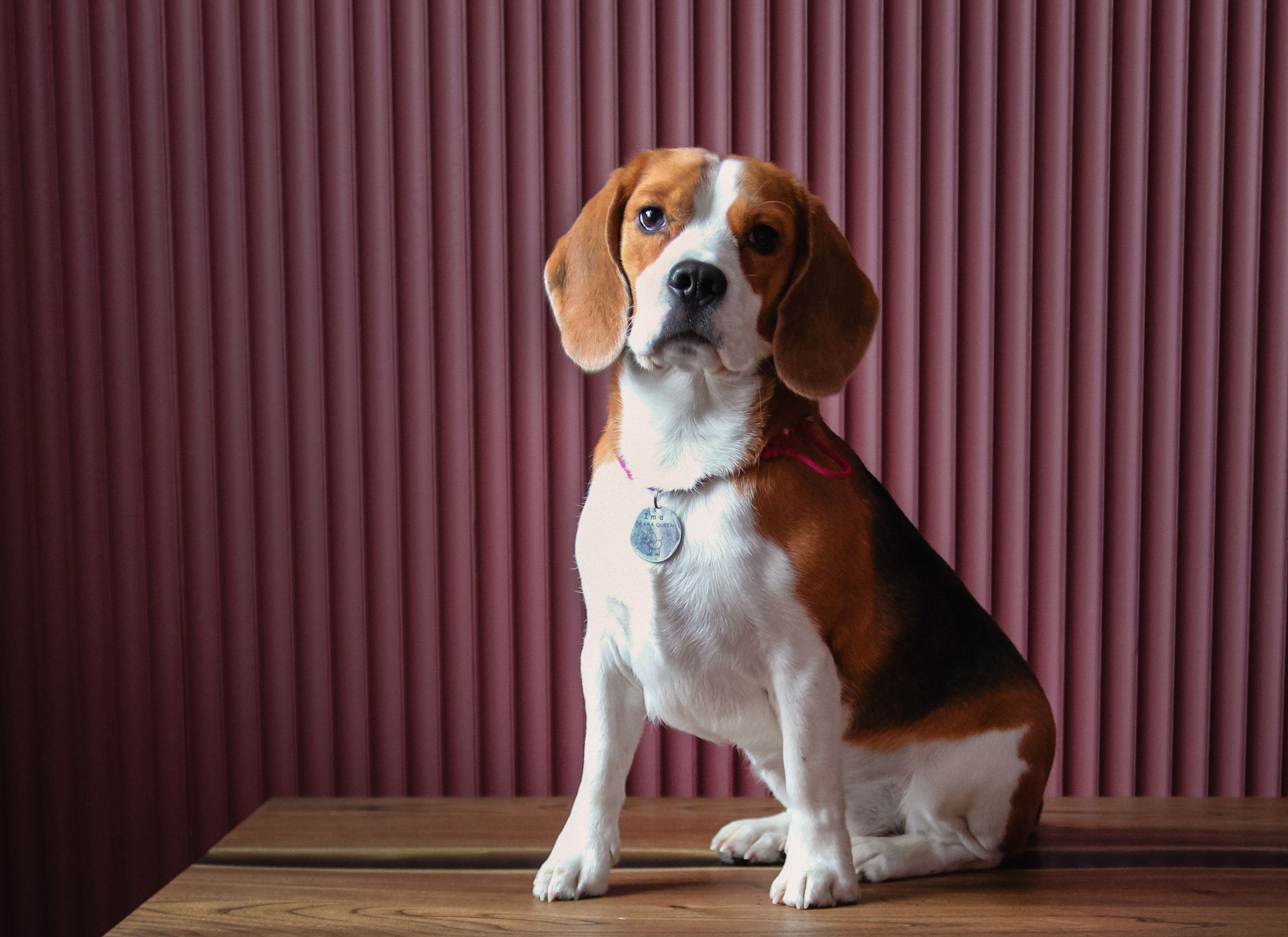 VegNews.Beagle.Unsplash