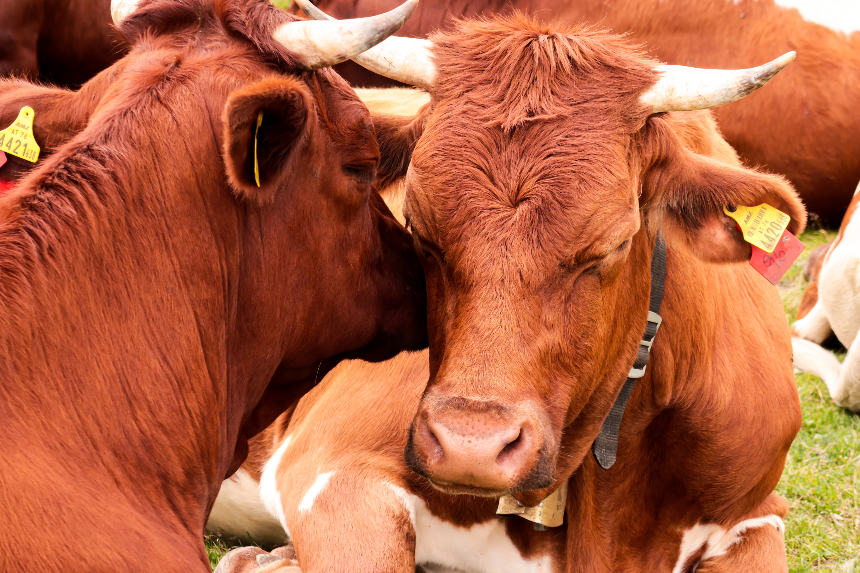 VegNews.Cows.Unsplash