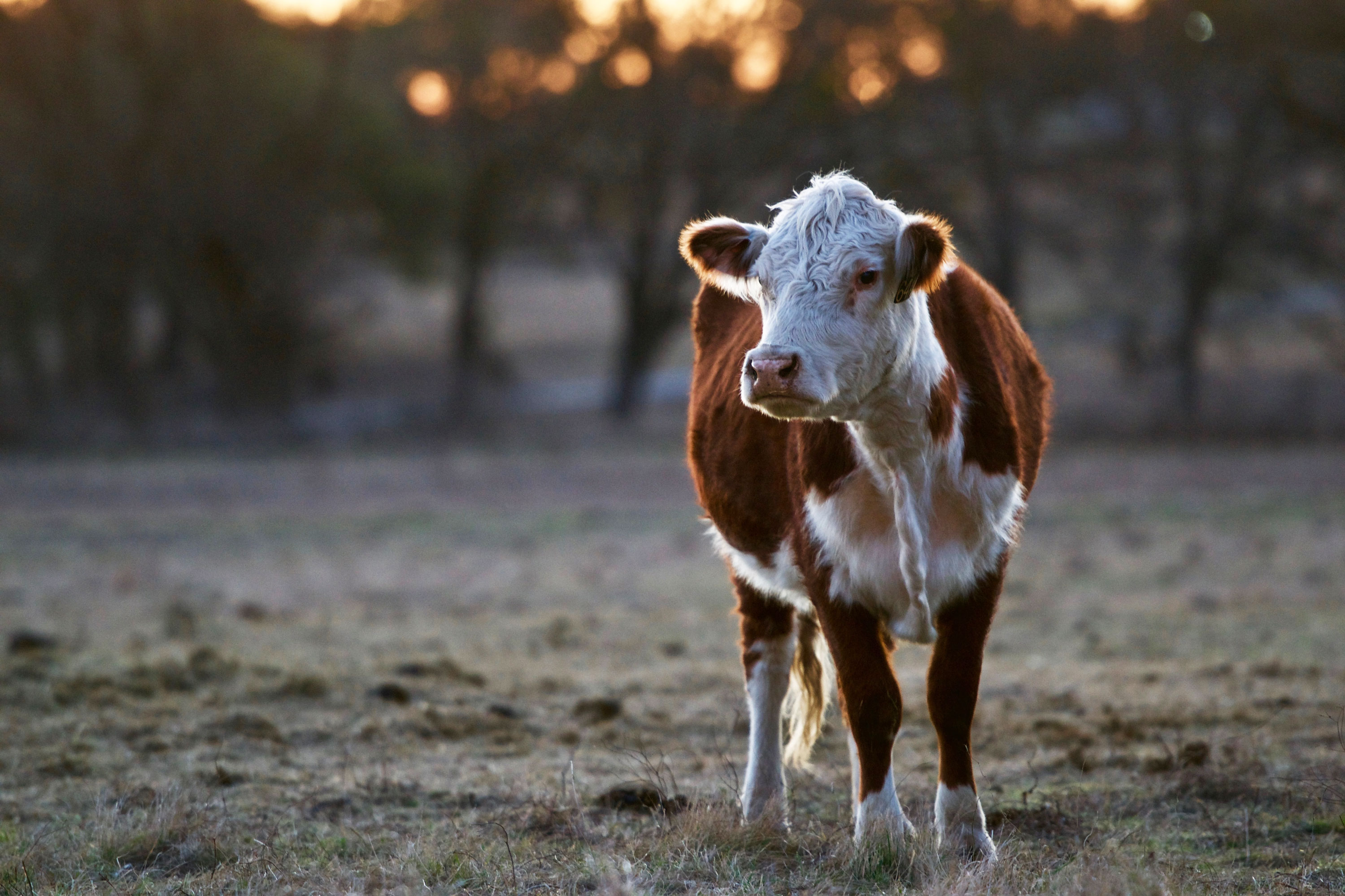 VegNews.Cow.Unsplash