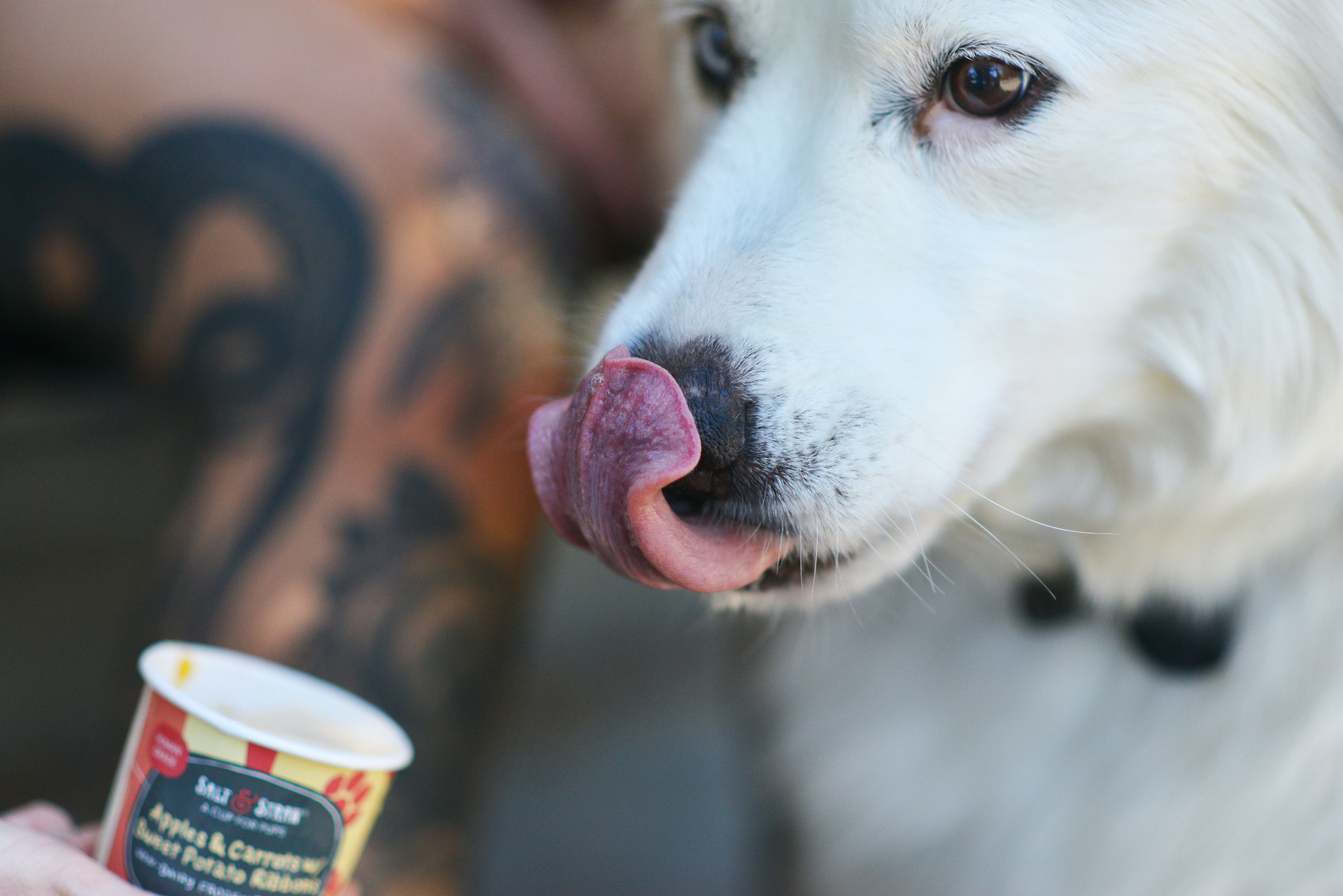 VegNews.VeganPupCup1.SaltandStraw