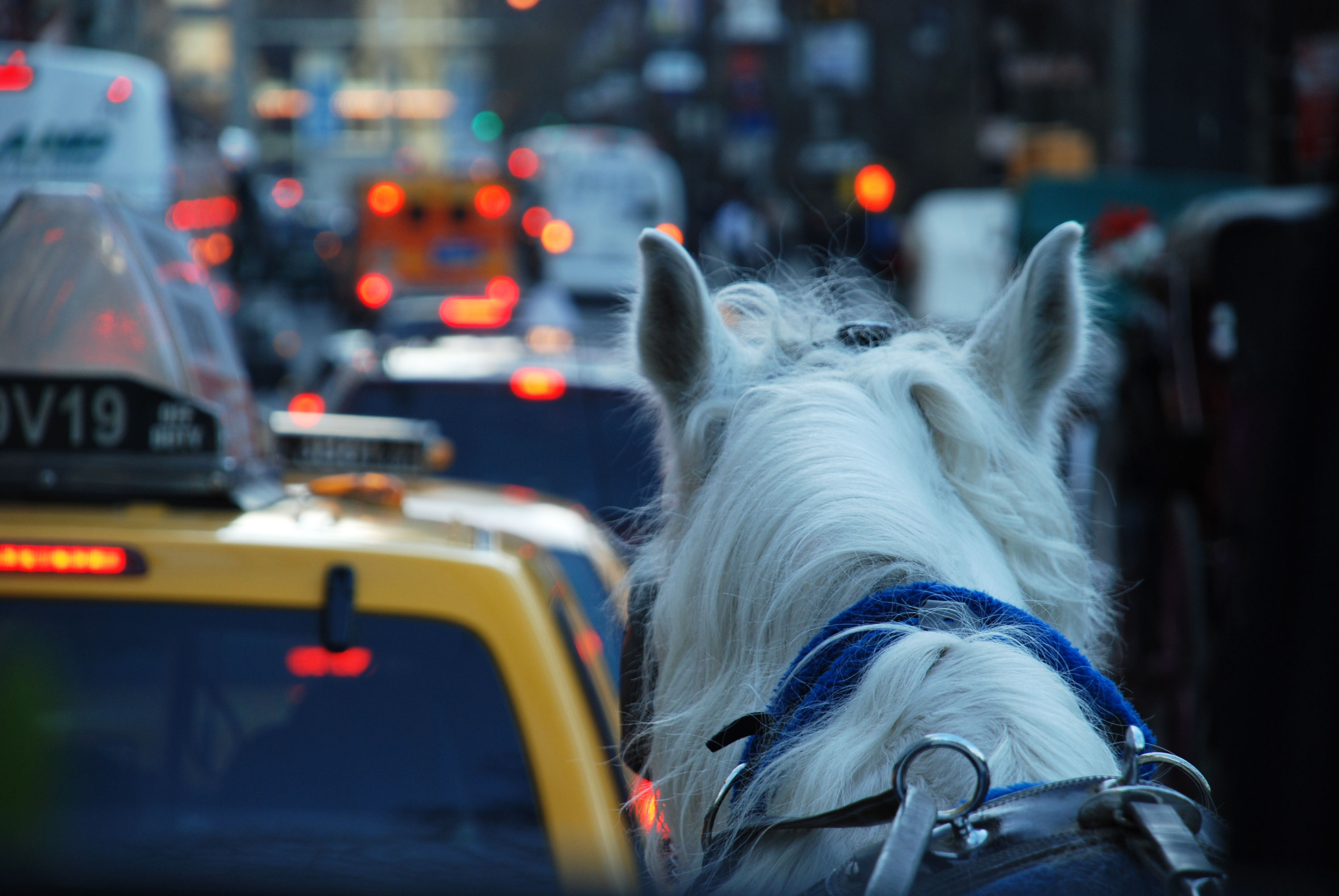 VegNews.NYCHorseCarriages5.Stock