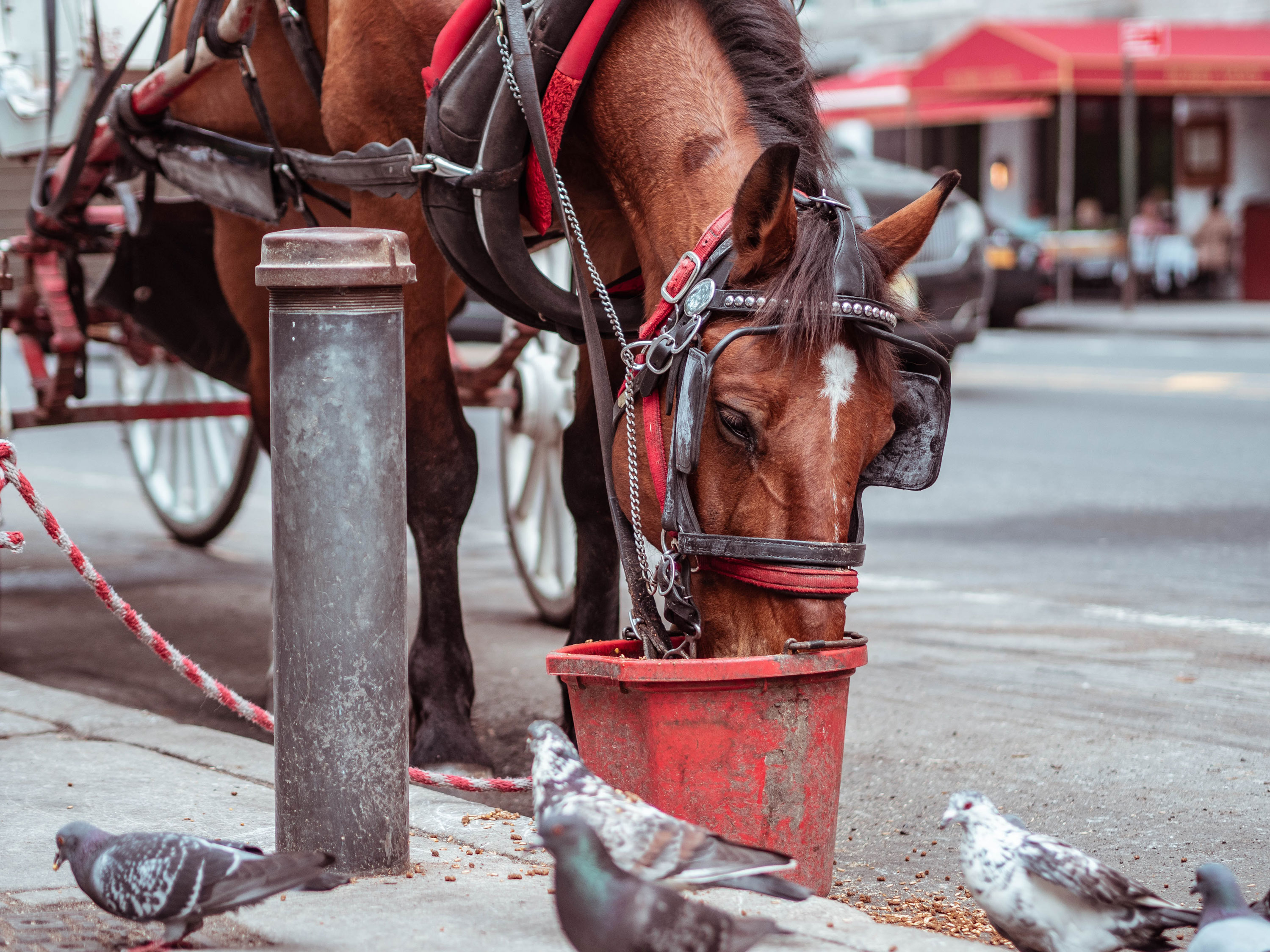 VegNews.NYCHorseCarriage2.Unsplash