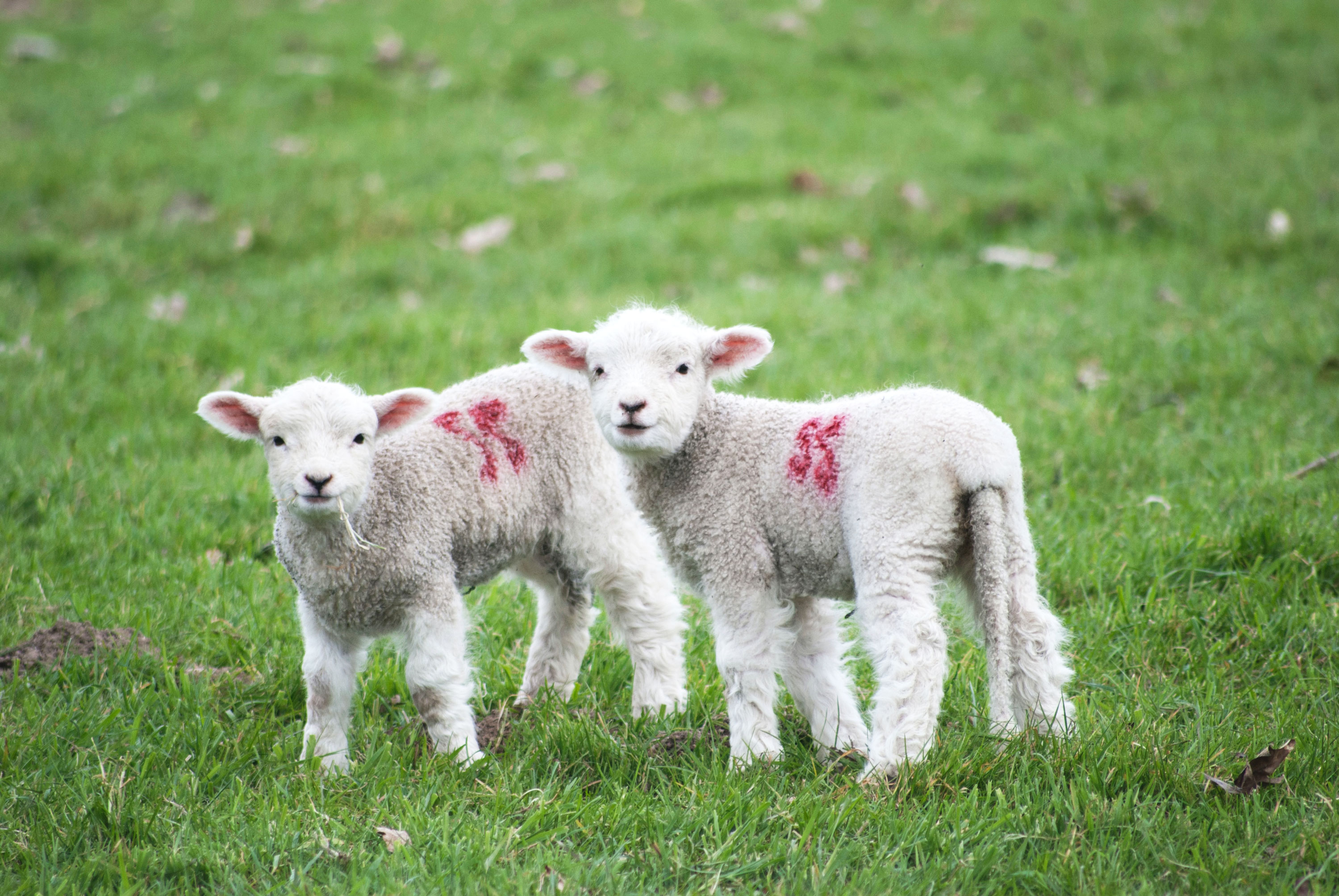 VegNews.BabyLambs